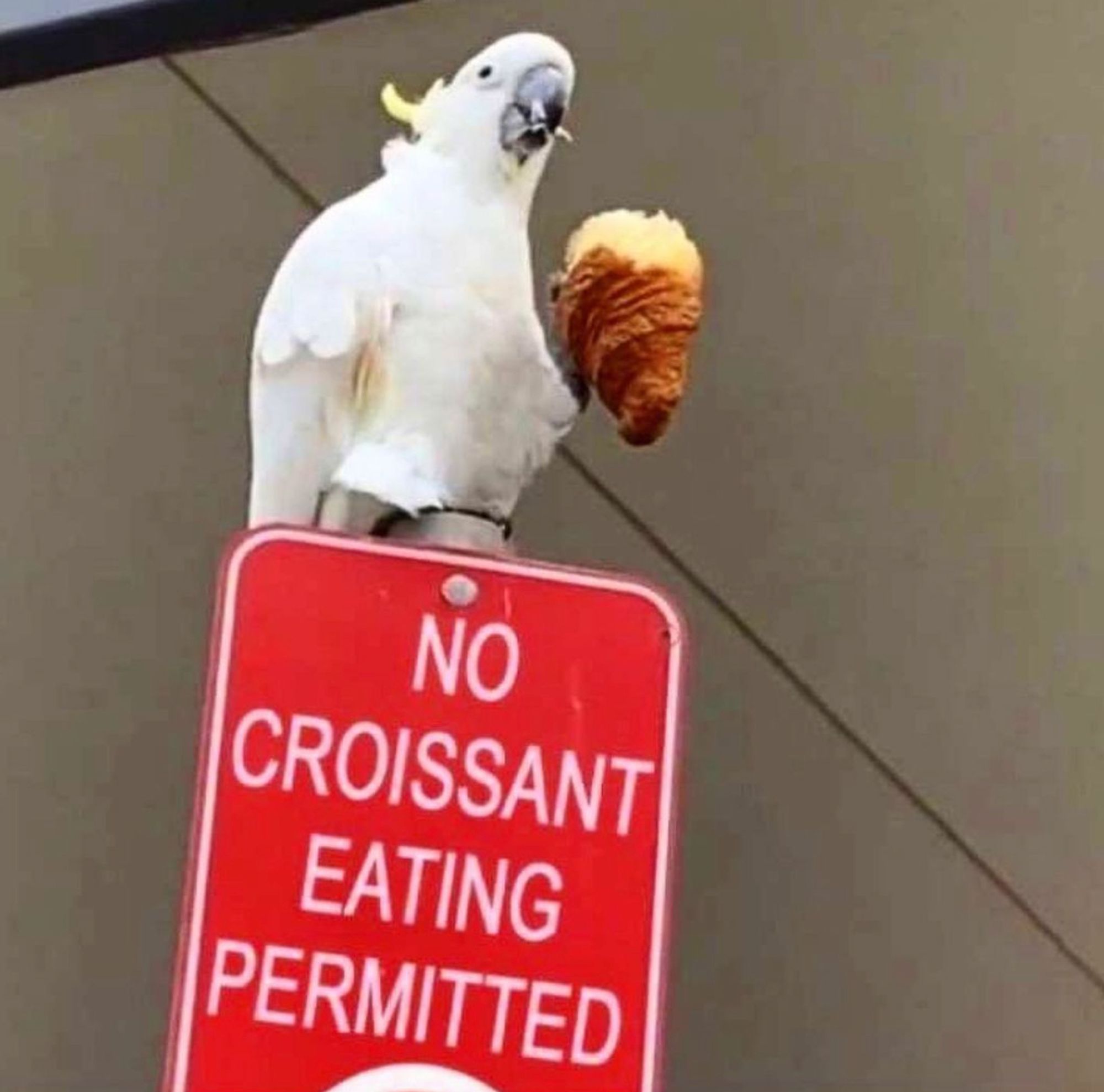 a birb eating a croissant while standing on a sign that says no croissant eating permitted