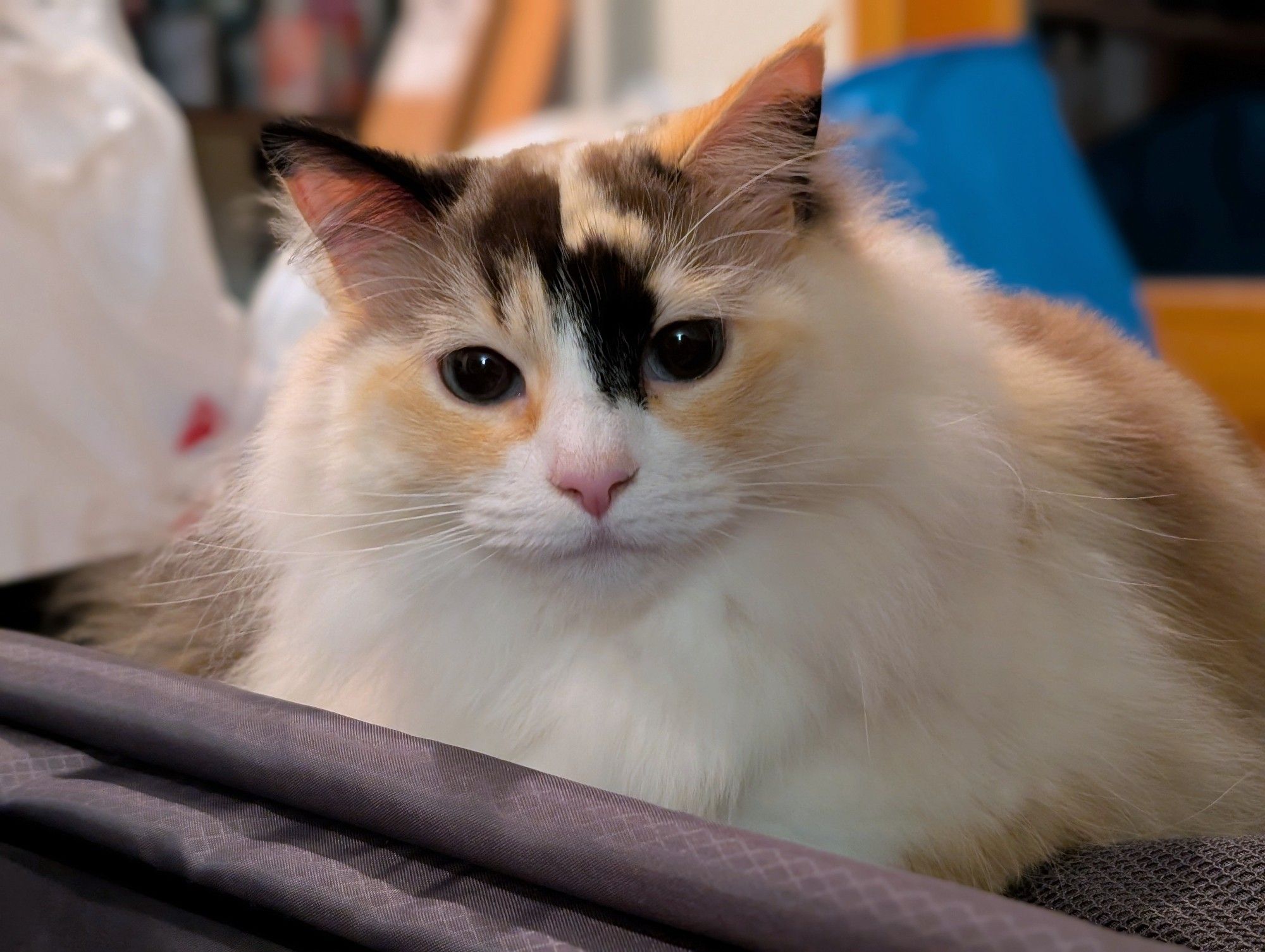 Photo of a very soft baby kitty. Twiggy, a long haired calico cat, looking into the camera. She's mostly white with orange and dark splotches on her face.