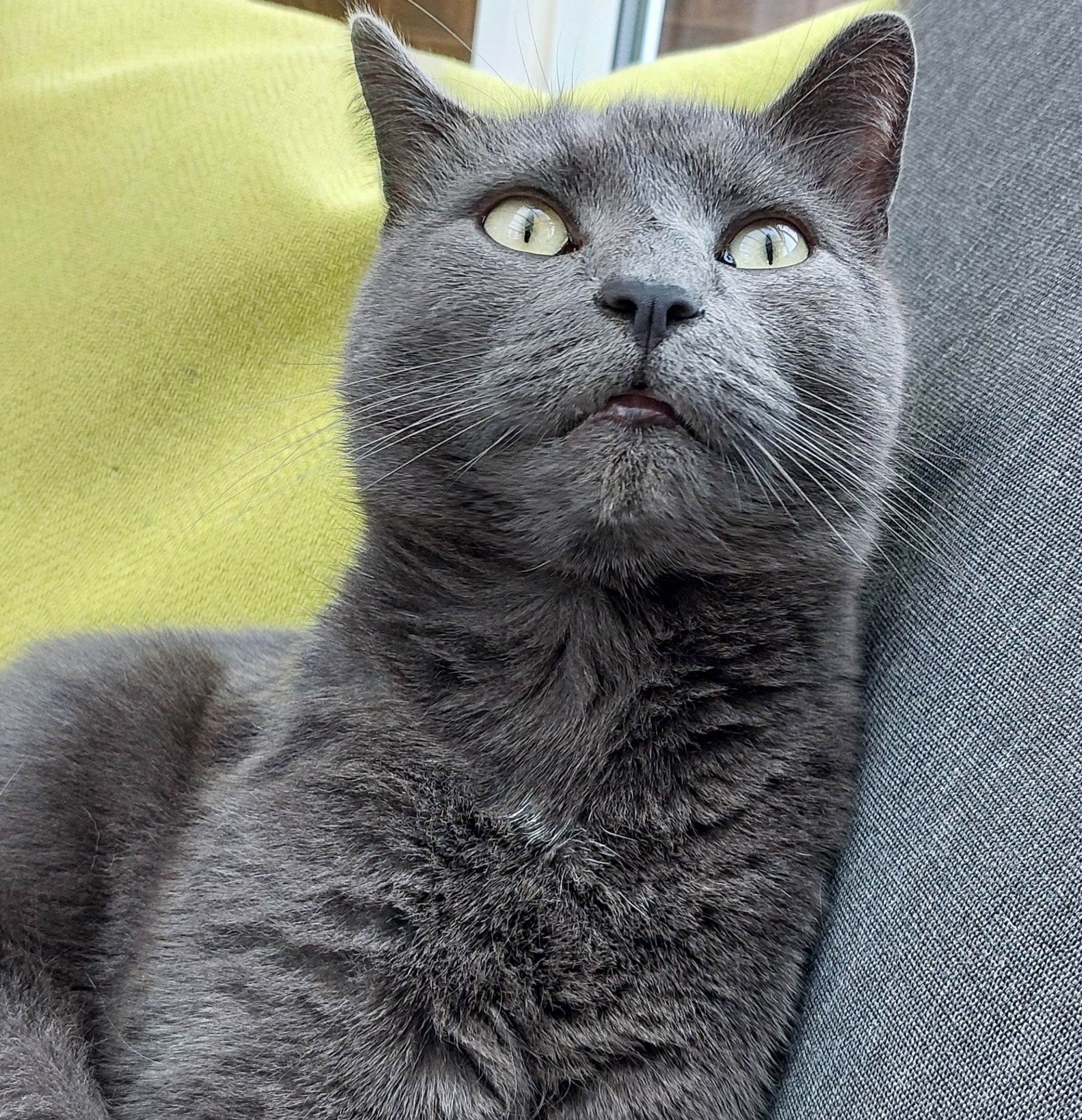 Beans, my grey cat, sitting on the sofa looking upwards.