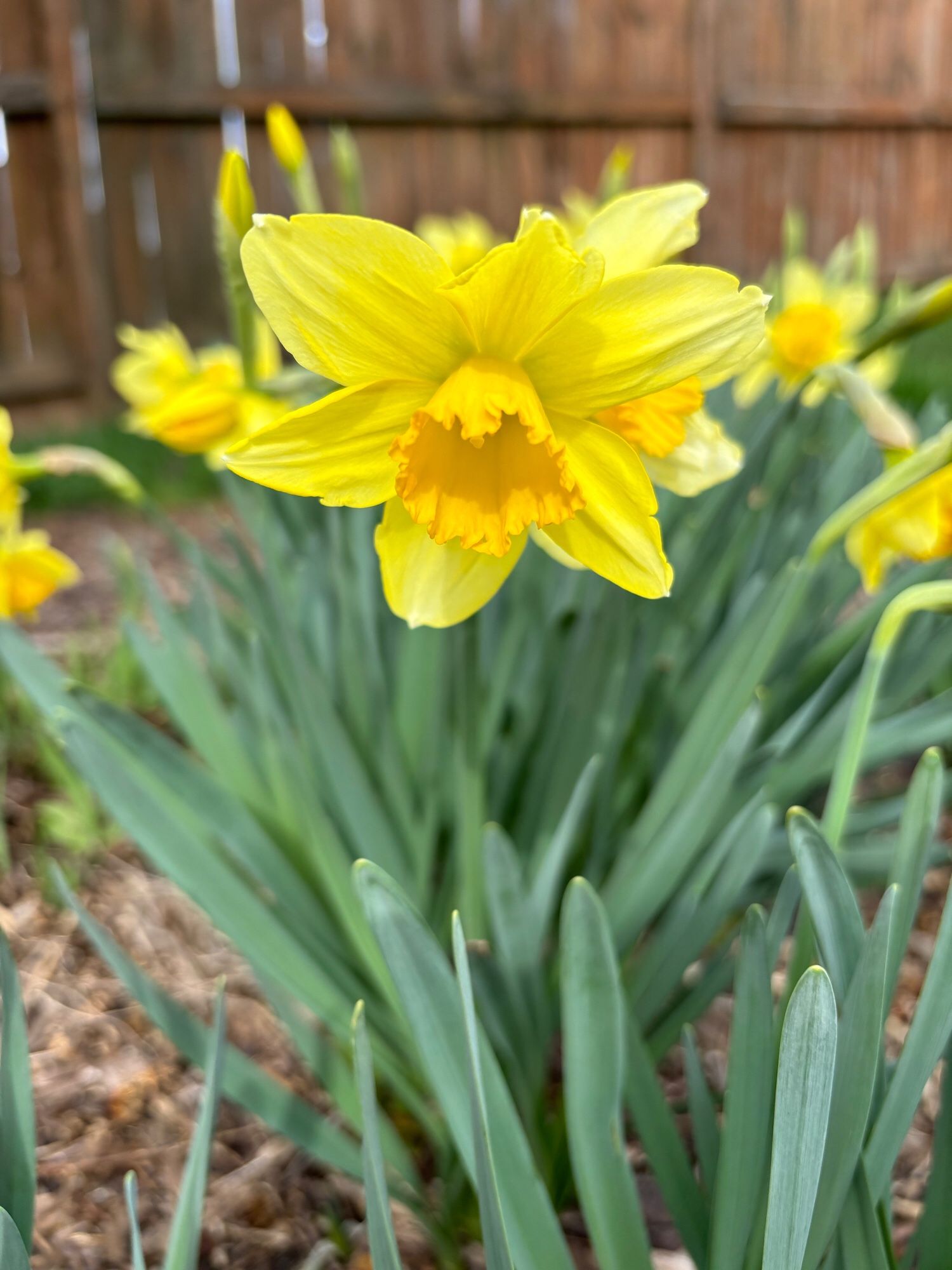 Close up of vibrant yellow Daffodil