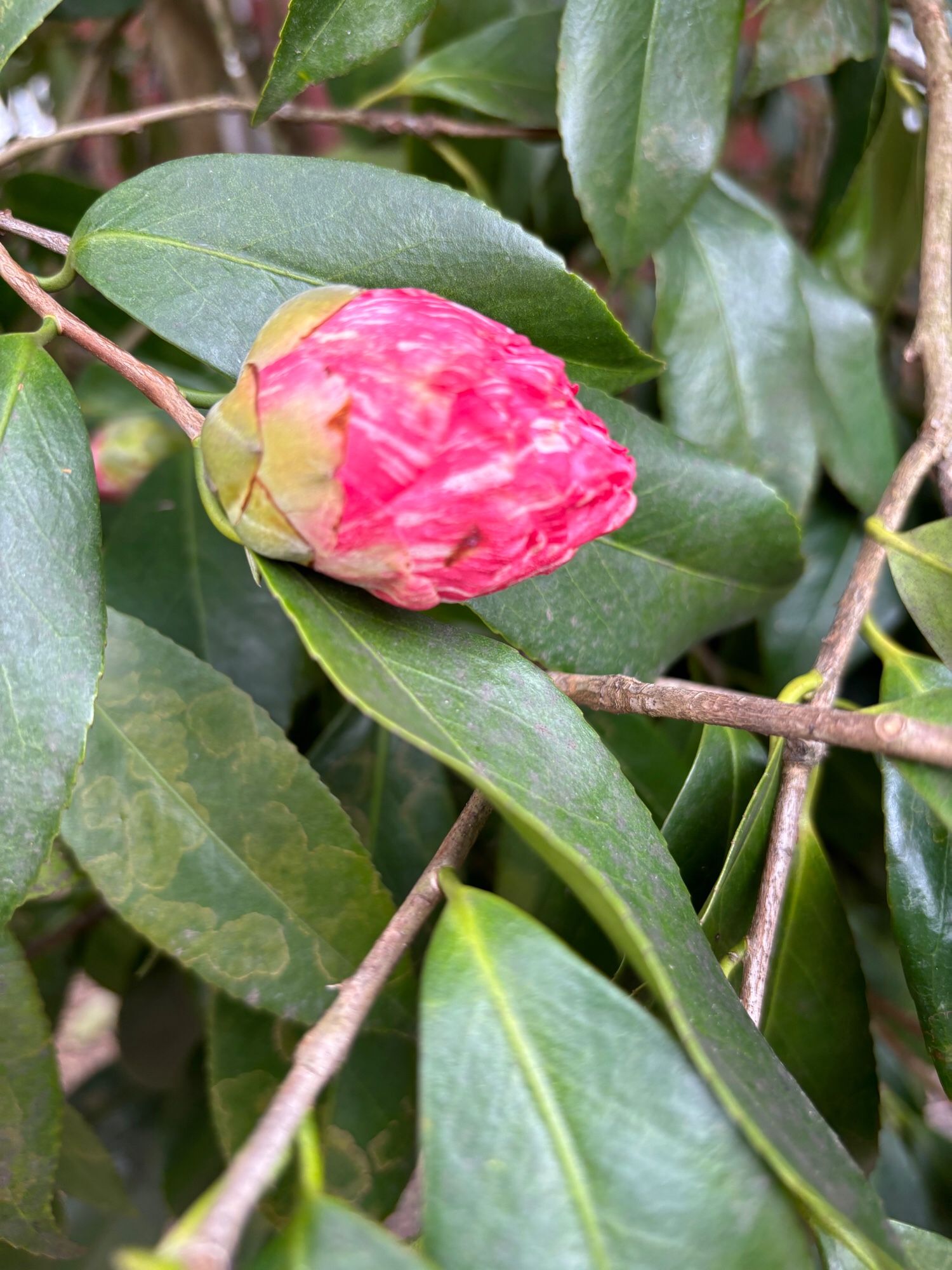 Hot pink Camellia bud