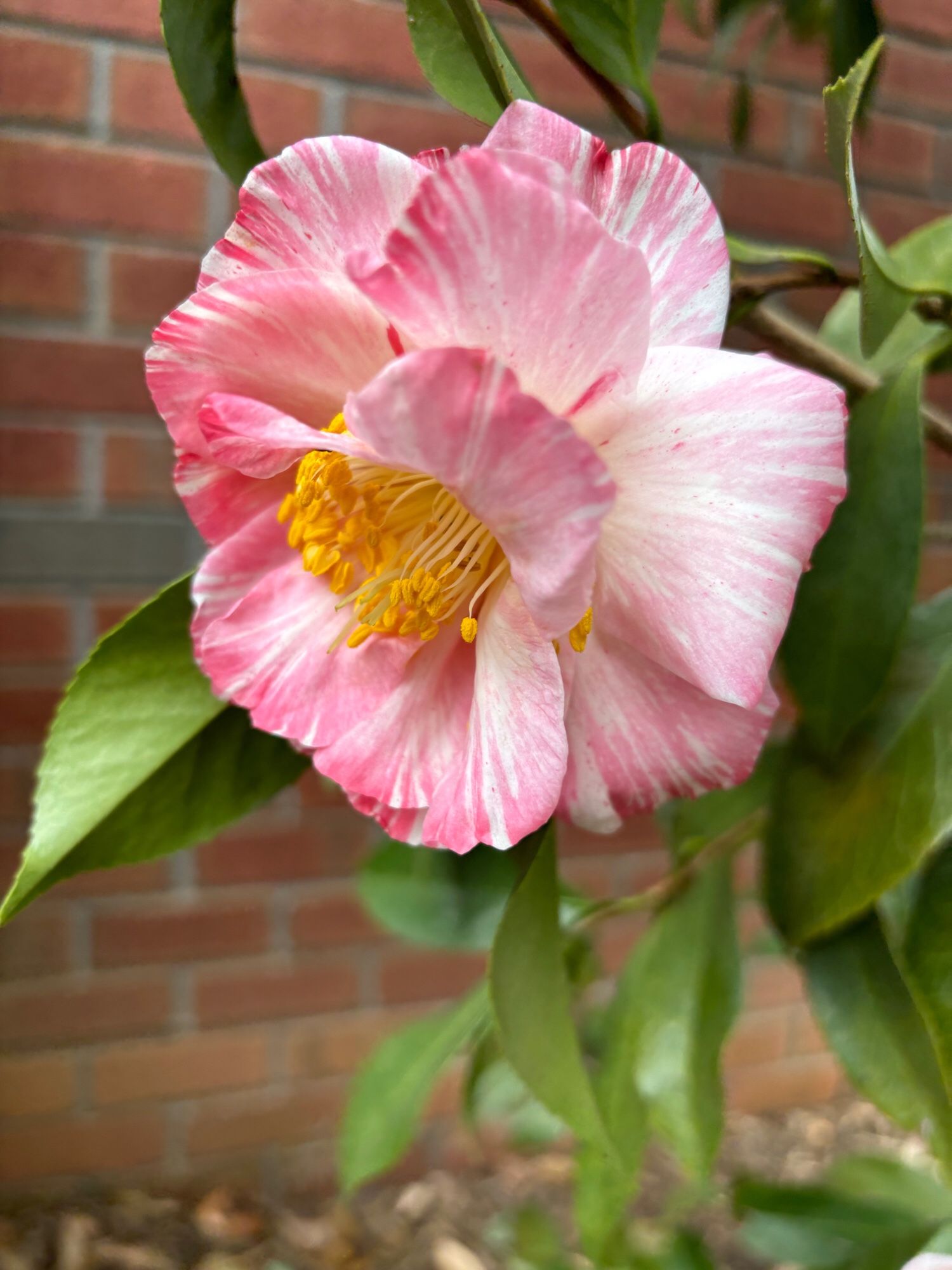 Pink and White Striae Camellia Flower