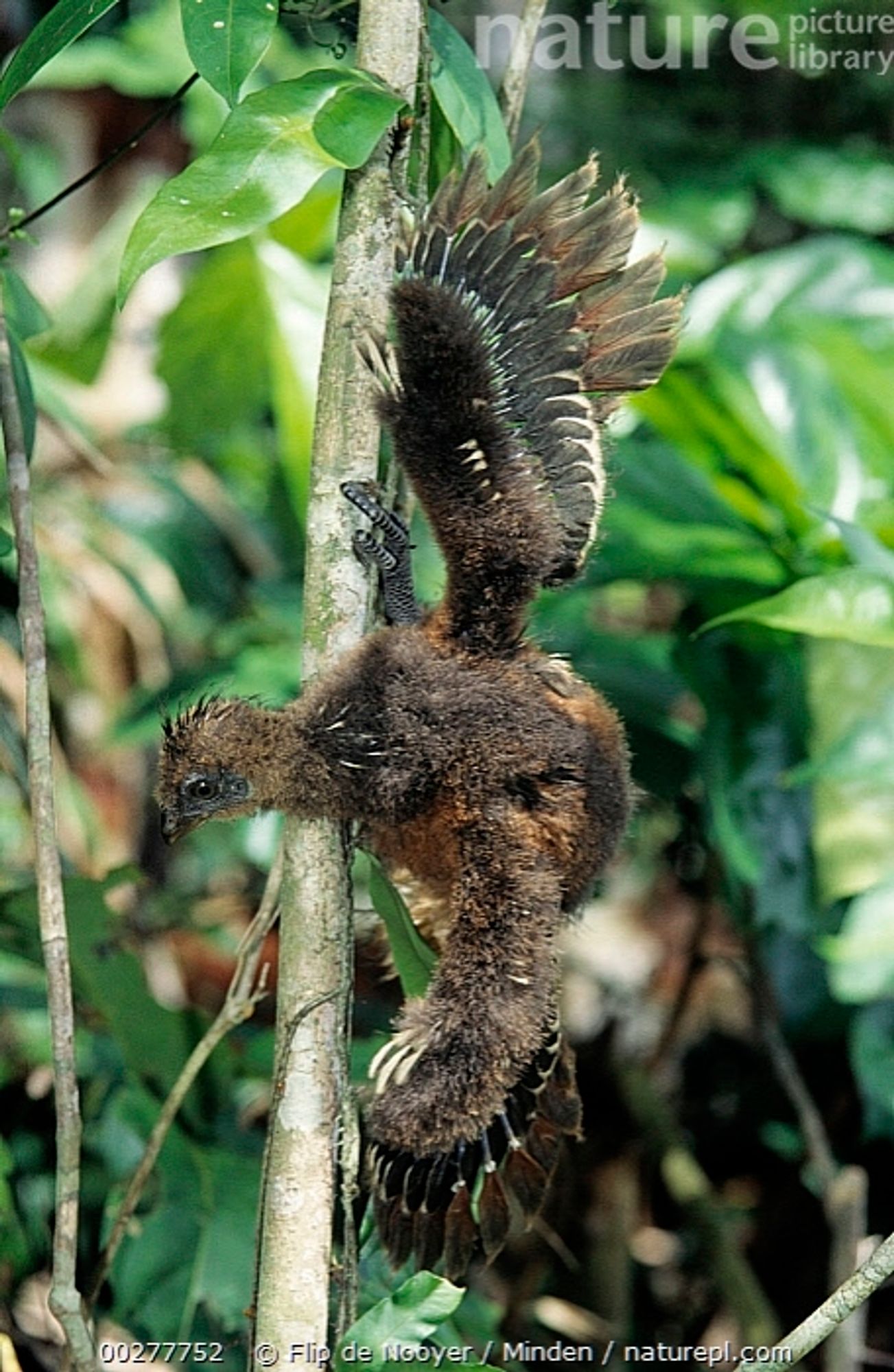 a hoatzin adolescent still using the claws tucked under its now-feathered wings to maneuver in a tree.