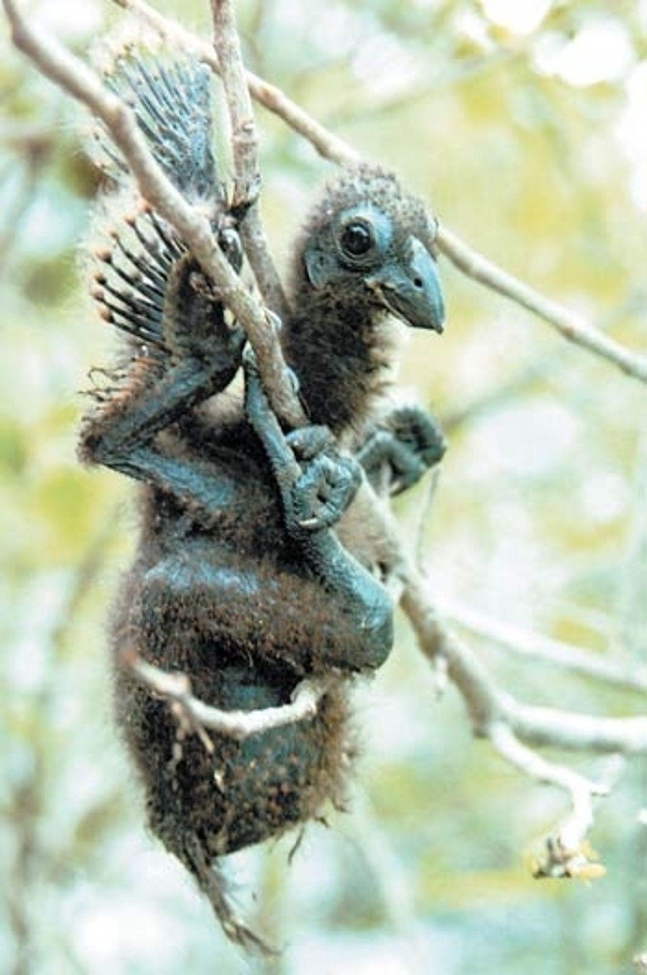 a hoatzin chick holding onto a branch with all four limbs.