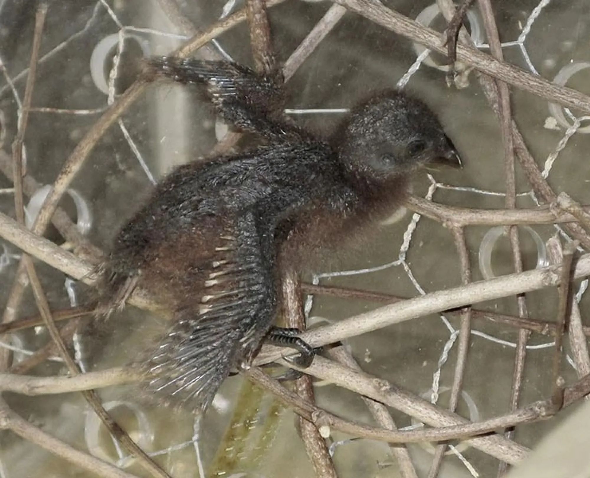 a hoatzin chick scampering across twigs.