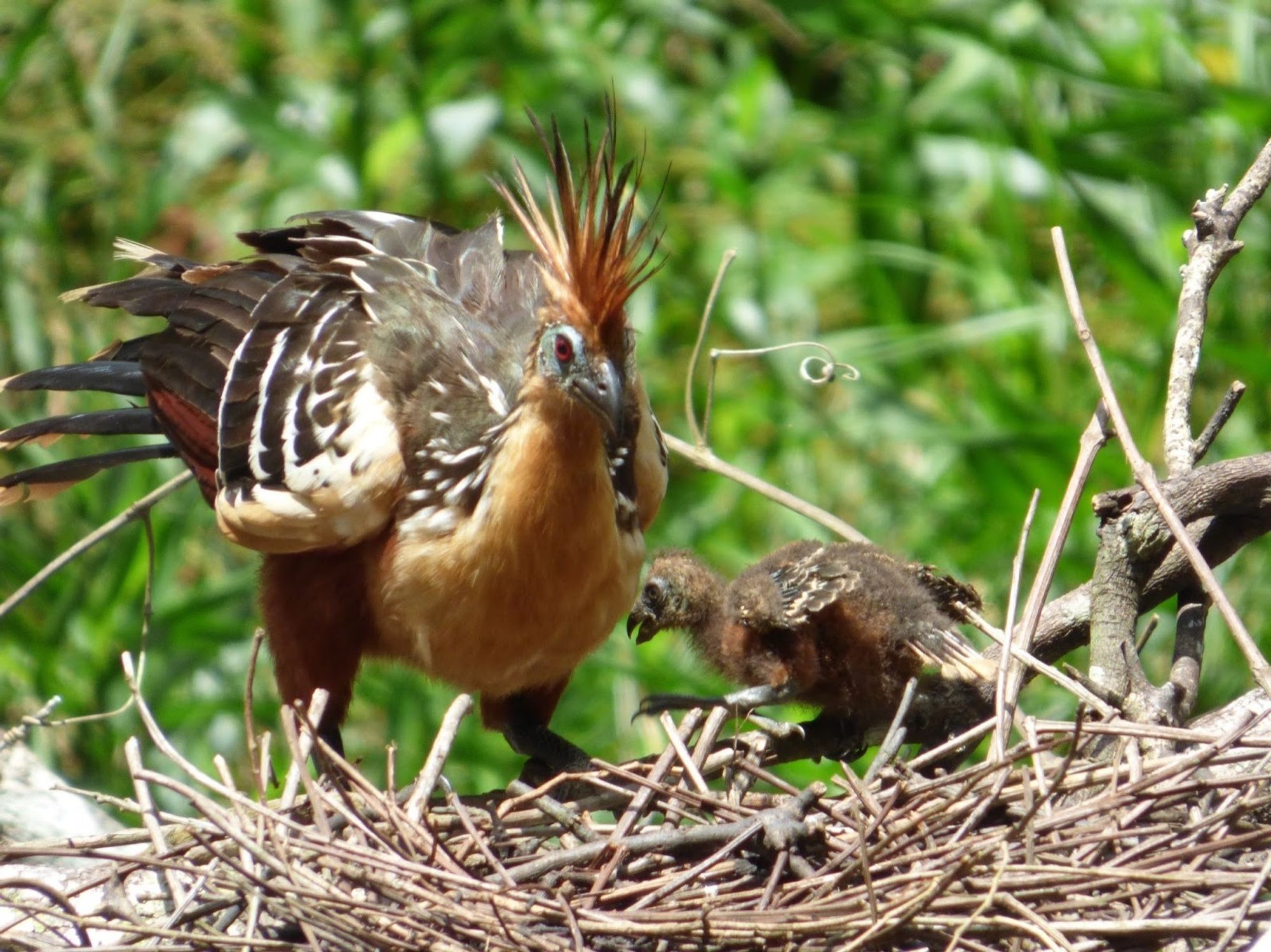 a hoatzin adult watches a hoatzin chick move around in a nest.