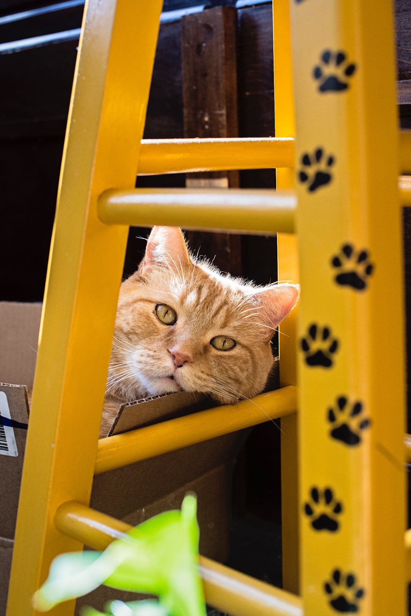 Orange tabby cat lays in a cardboard box while gazing at the camera between the legs of a yellow stool with paw prints painted up the side.