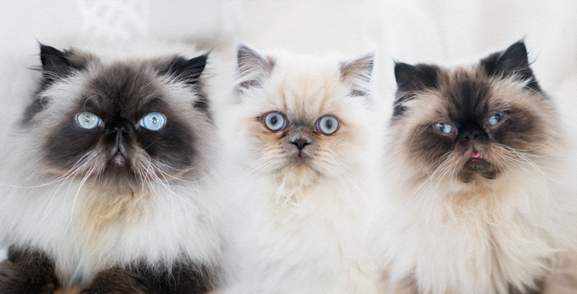 3 long-haired cats with ice-blue eyes and siamese markings side-by-side looking straight at the camera.