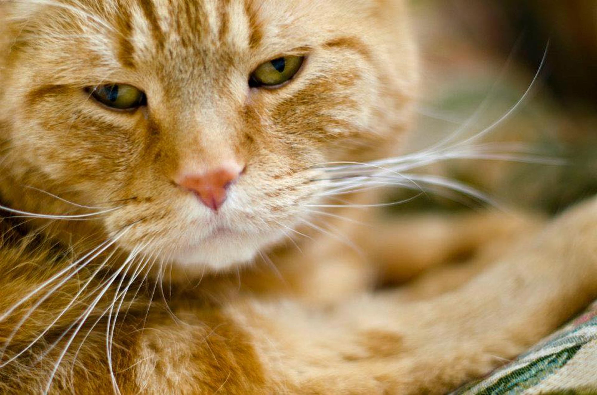 photo shows the face of an orange striped cat with pink nose, white whiskers, and orange eyes, looking sleepy.