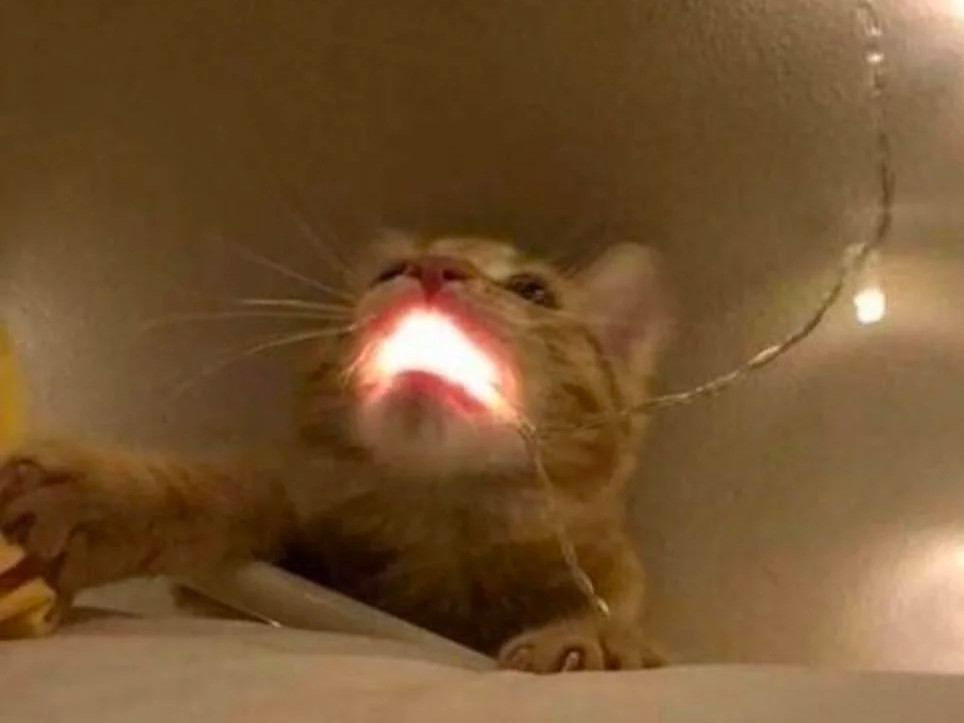 Cat with stringlight lightbulb in its mouth, making mouth glow.