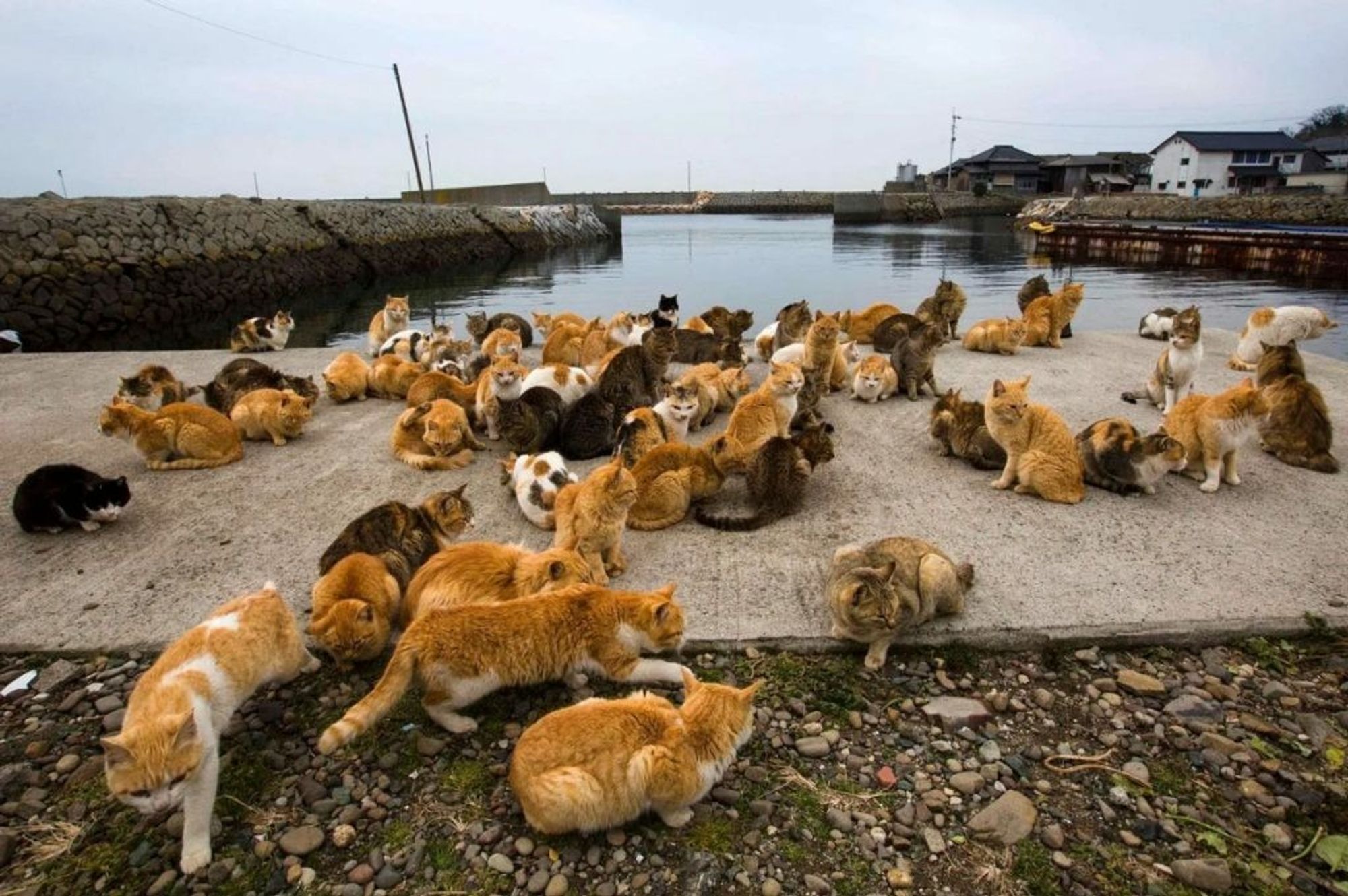 cat island japan