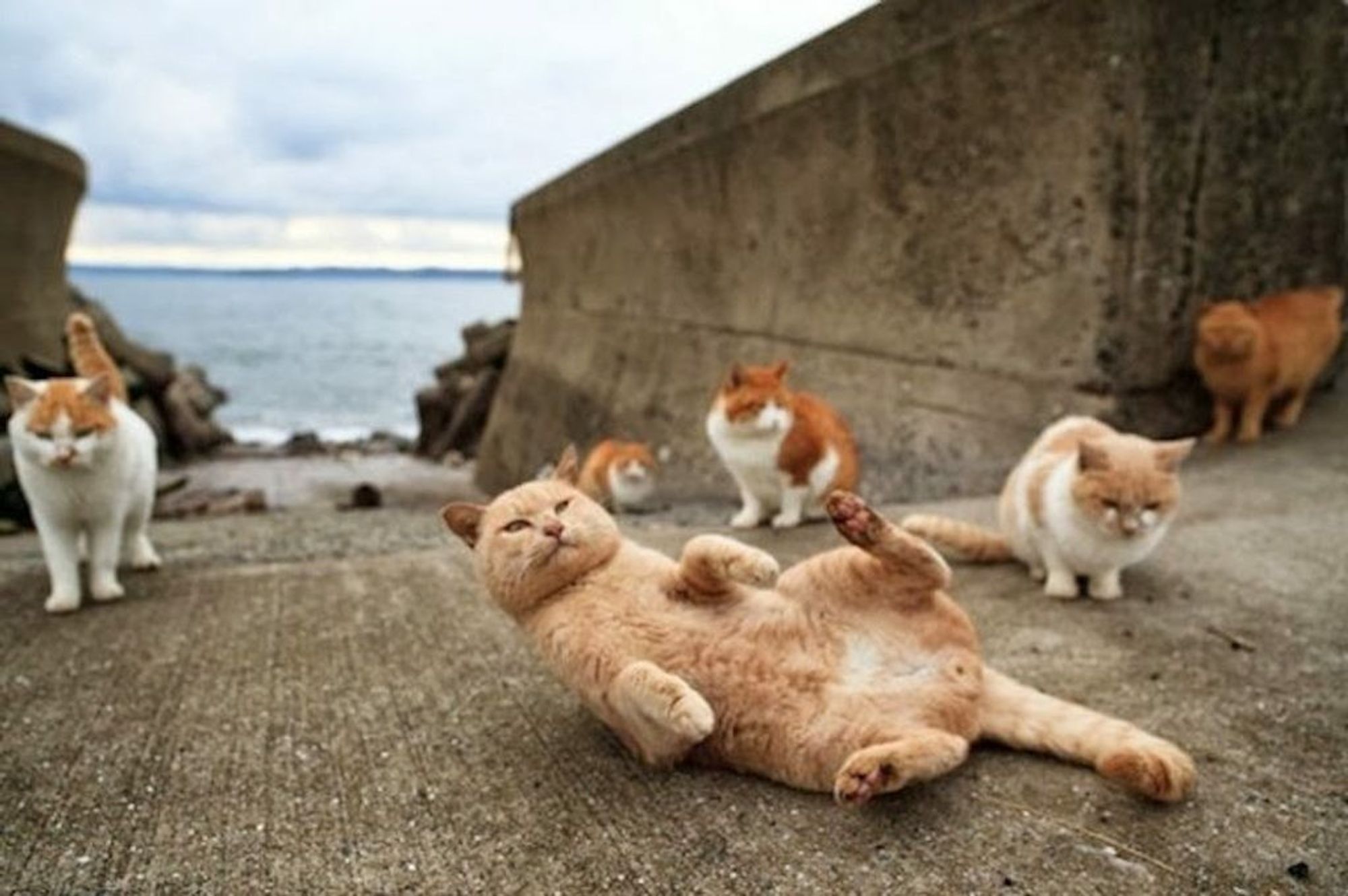 Tashirojima island