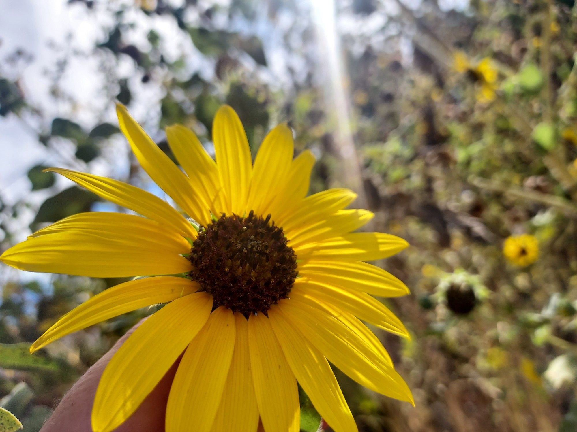 A sunflower ! The sun glows behind it