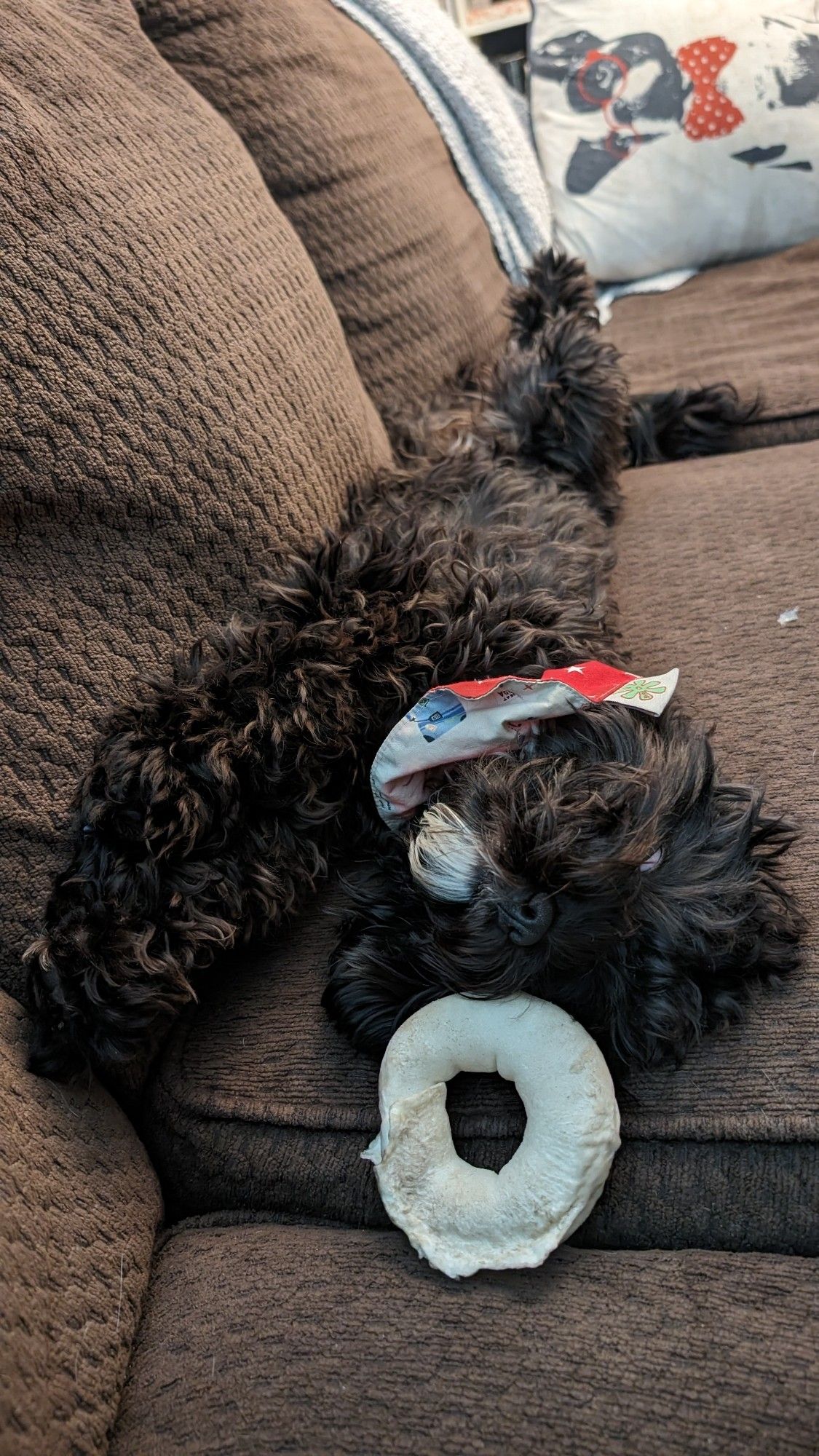 Puppy named Beatrix stretched out on the couch, napping the way only a puppy can.