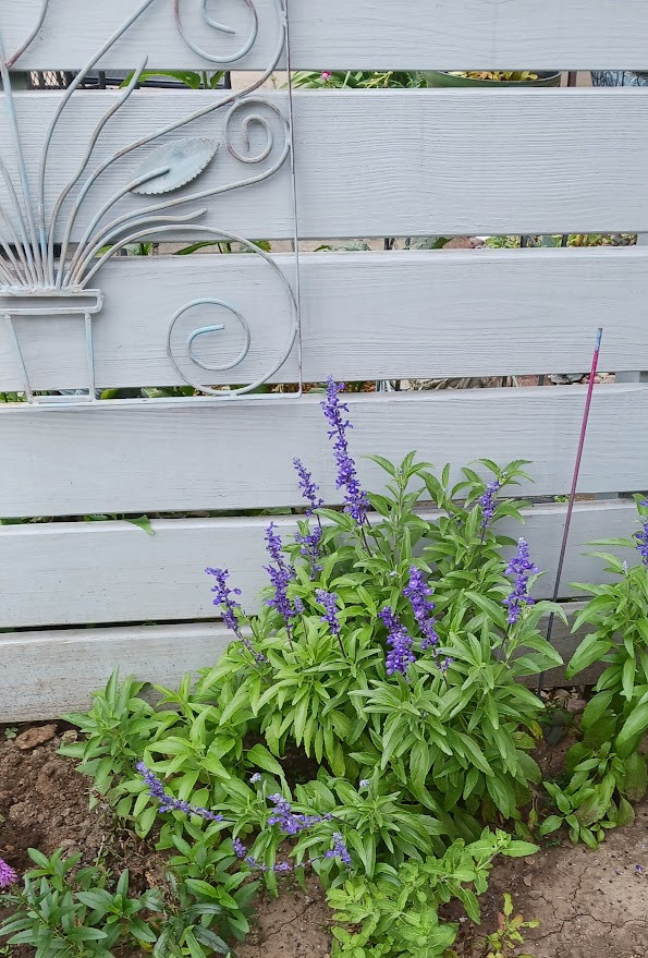 Annual Victoria Blue Salvia by gray horizontal fence. There is a metal art piece hanging on the fence above