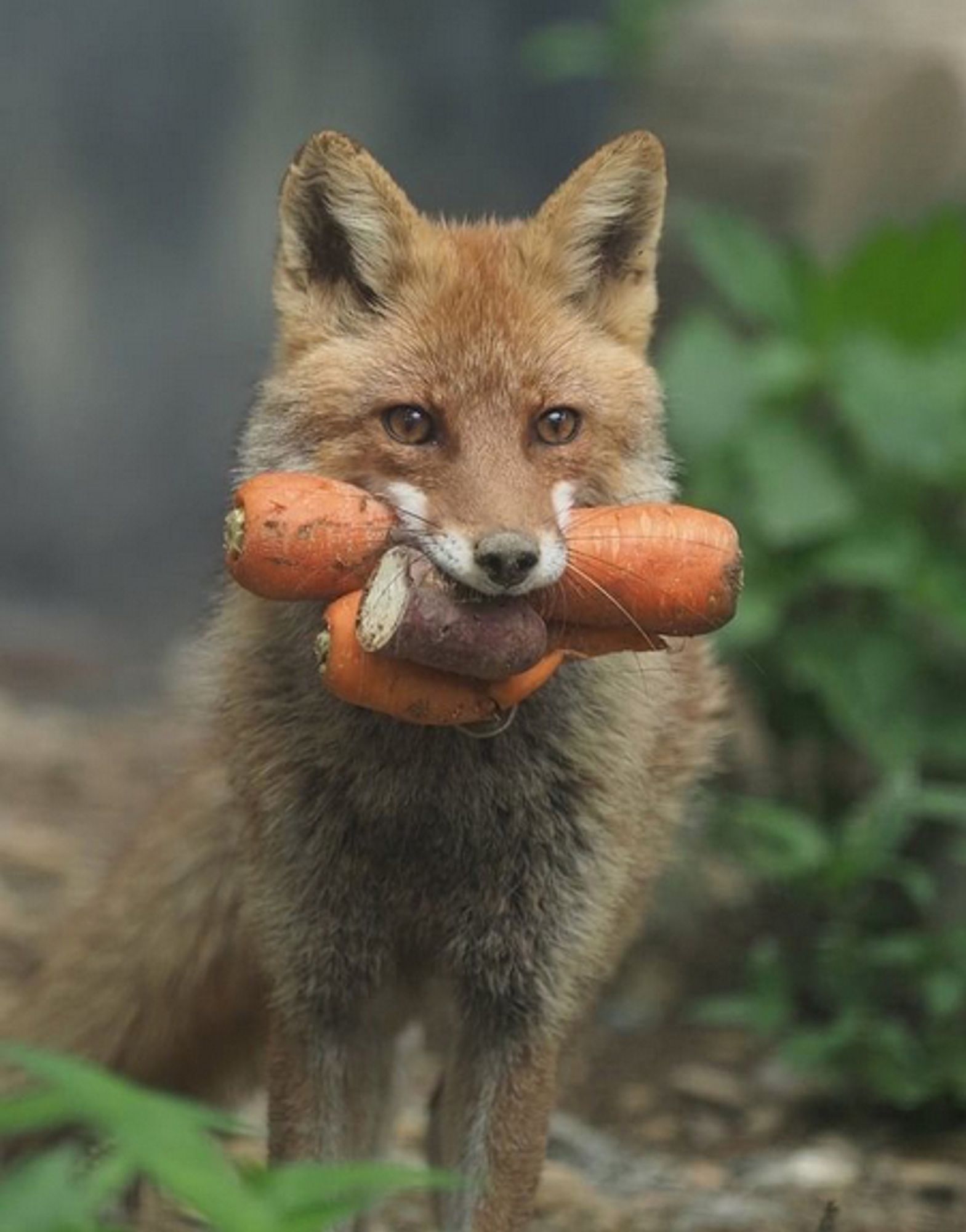 fuchs auf waldboden, mehrere möhren und 1 unbekannte wurzlgmüs im maul tragend