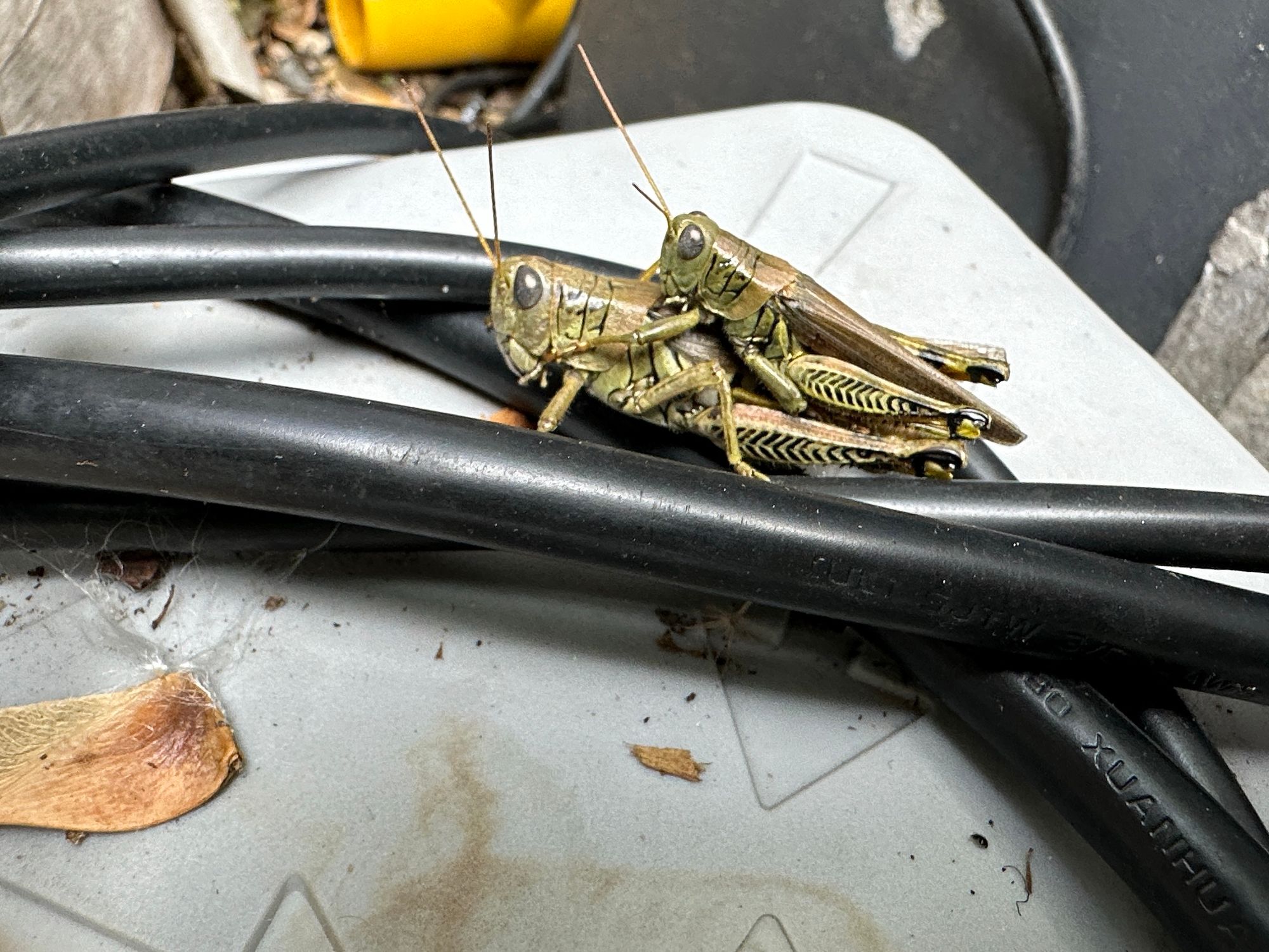 A large female grasshopper with a smaller male on her back.