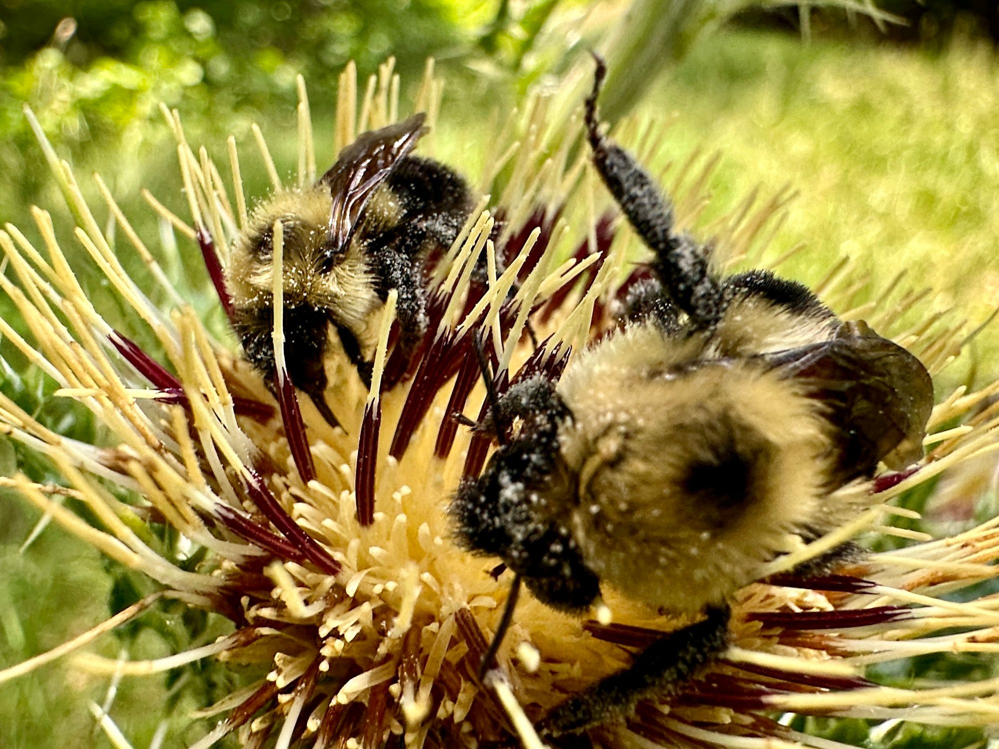 Macro view of two bumble bees sticking their heads into the pollen of a spiky yellow and brown flower.