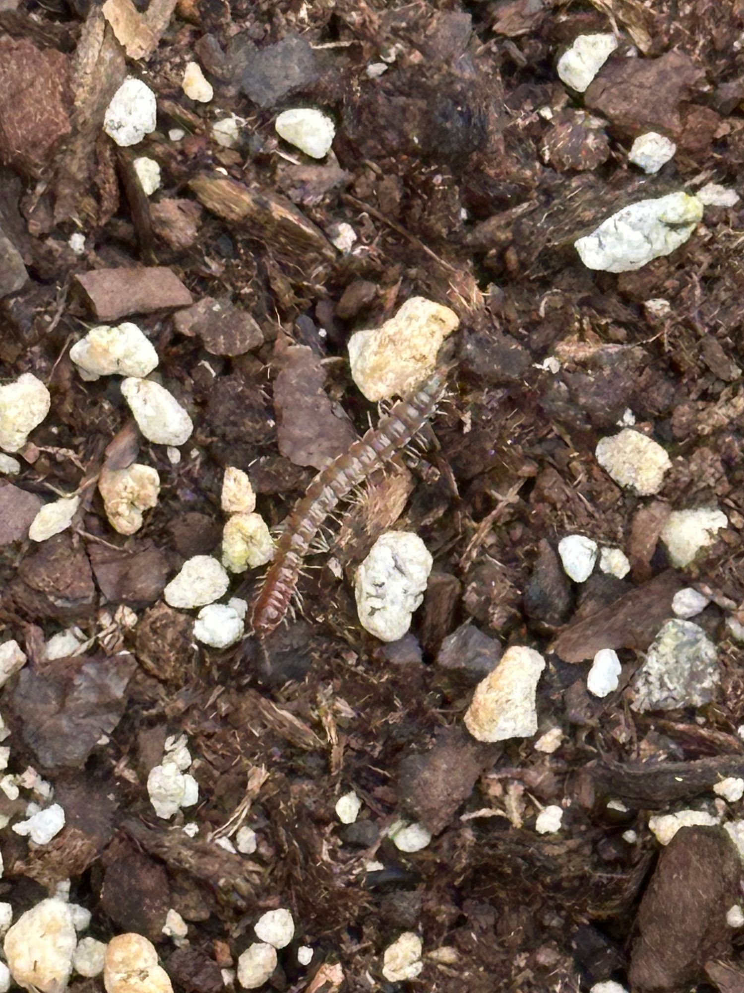 An Oxidus gracilis, a greenhouse millipede, crawls along top soil.