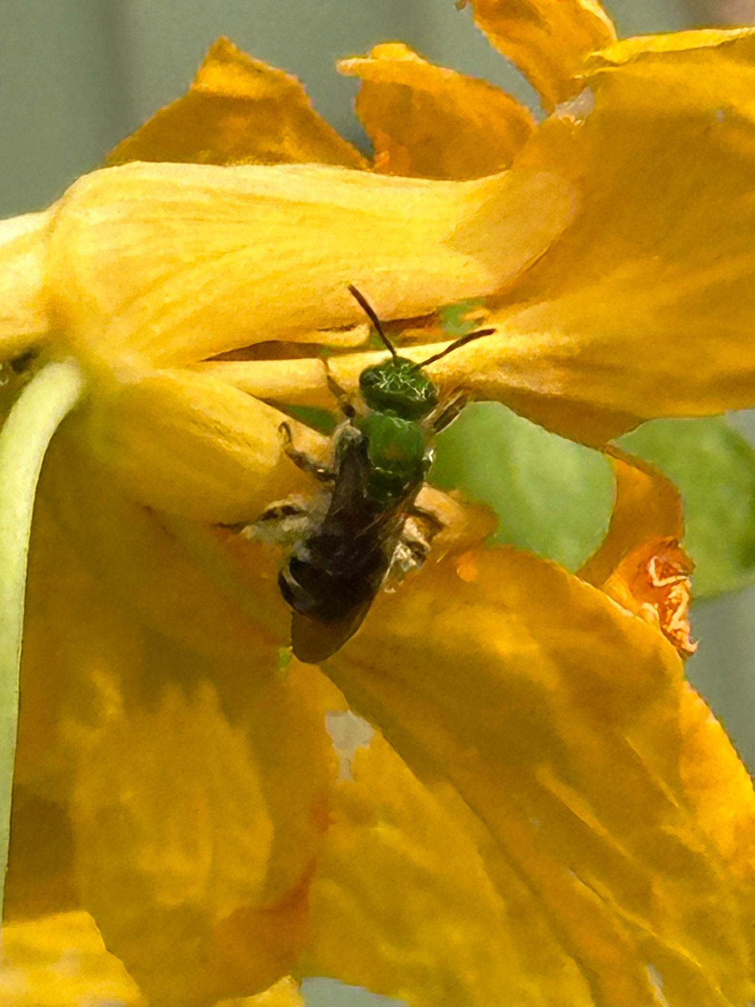 An Agapostemon virescens, metallic green bee, crawls on the petals of a yellow Nasturtium.