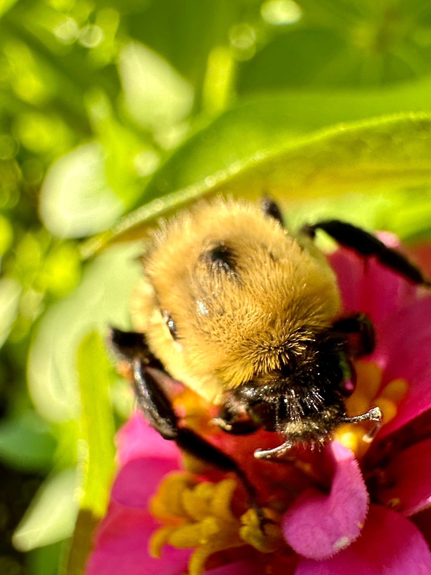 Close up view of the head of a fuzzy yellow bumblebee on a pink flower