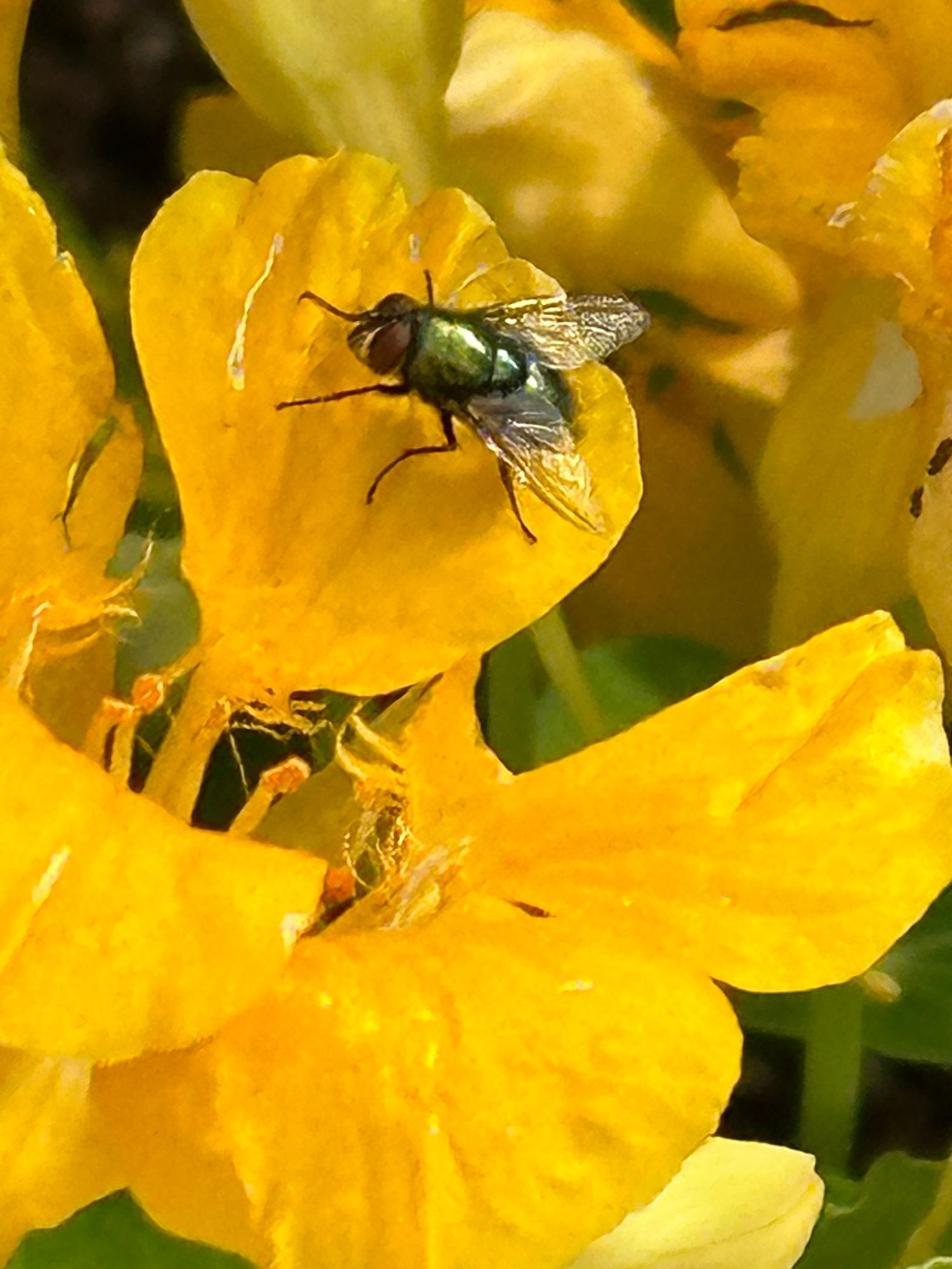 A Lucilia sericata, green bottle fly, crawls on the petals of a yellow Nasturtium.