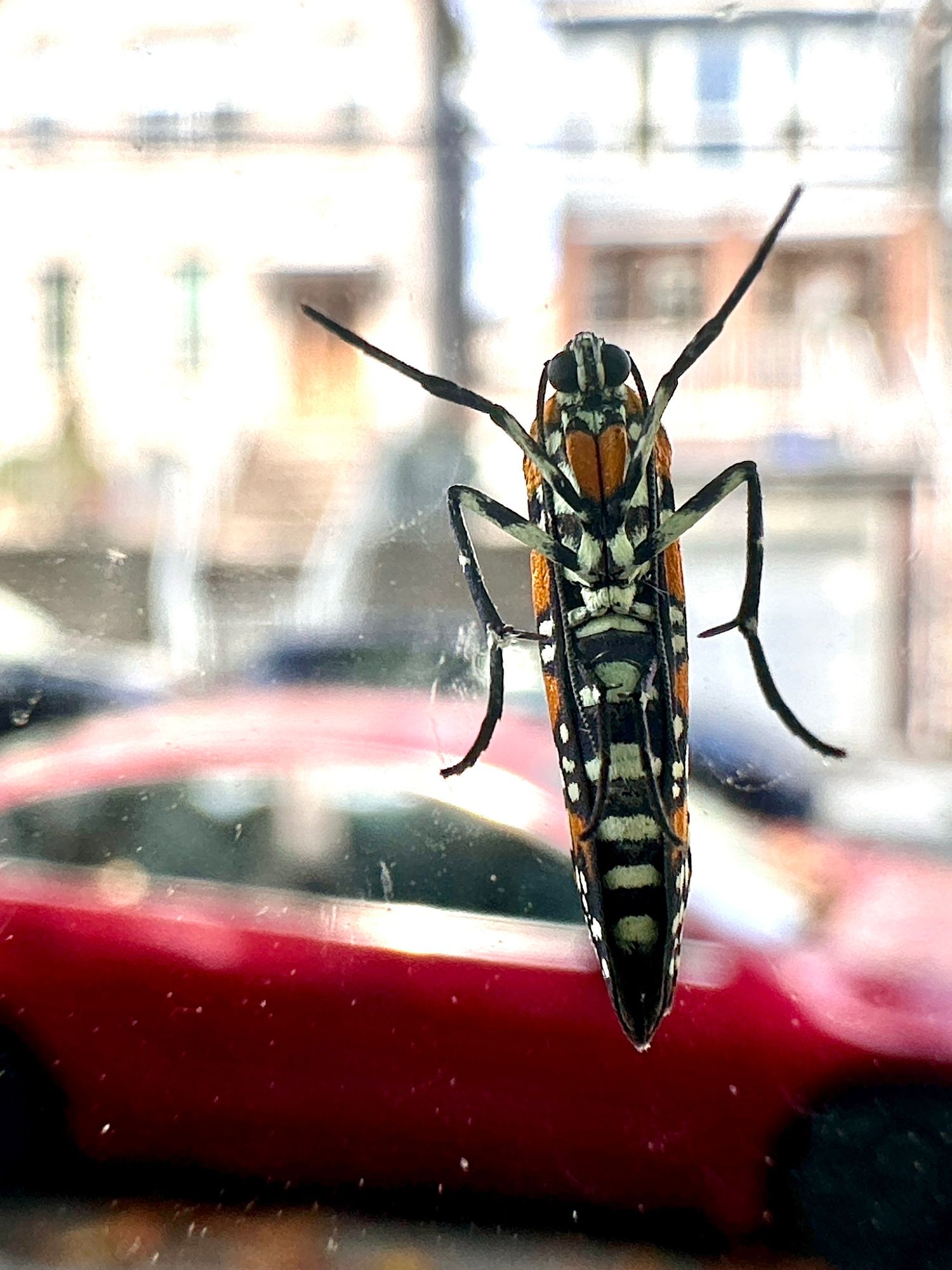 Close up view of the underside of a moth, with black and white horizontal stripes across its body. Stripes of orange wrap around its sides.