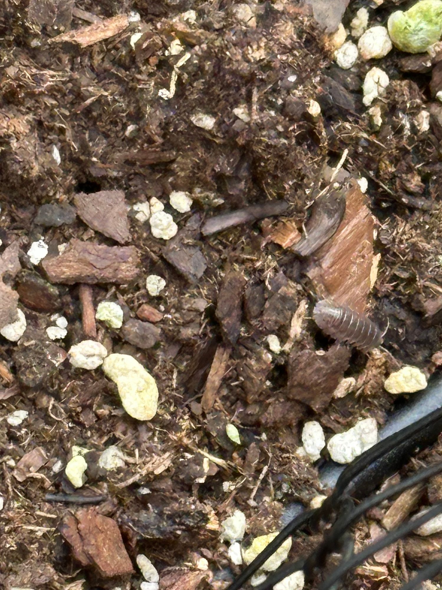 An Armadillium, a common pill bug, trundles along top soil.