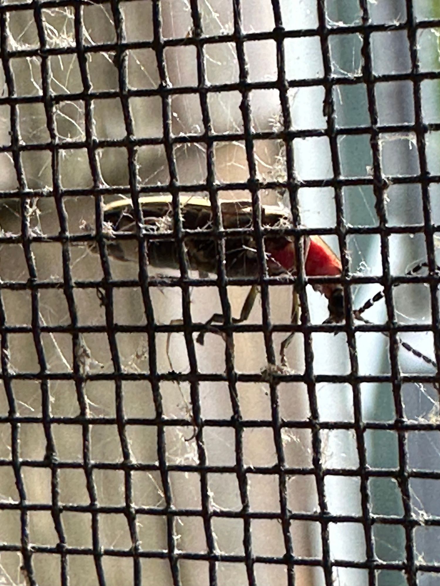 Firefly up close on the outside of a window screen, during daylight. It has a black head and body, red neck, and white striped tail.