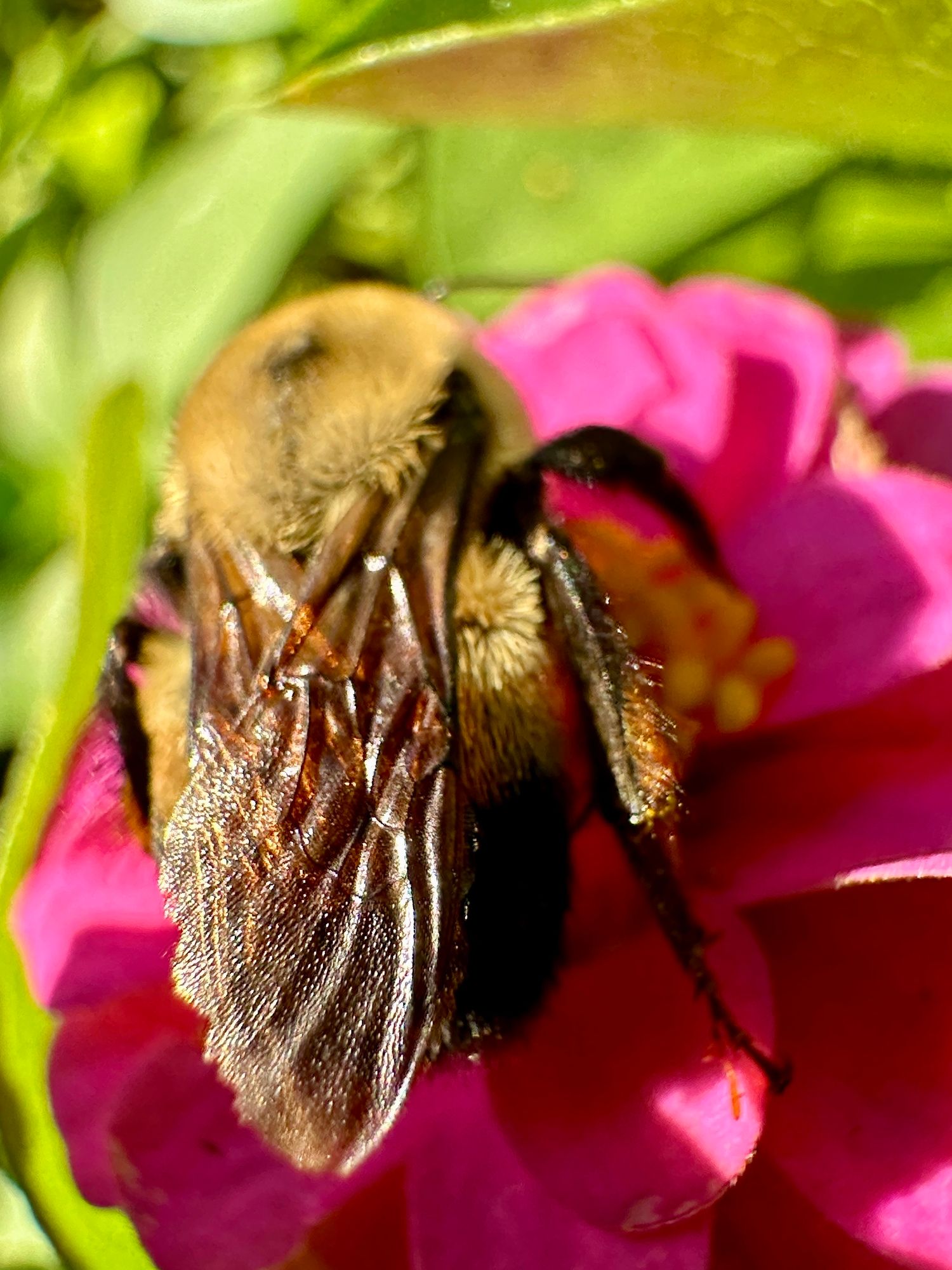 Close up view of the back and wings of a fuzzy bumblebee on a pink flower