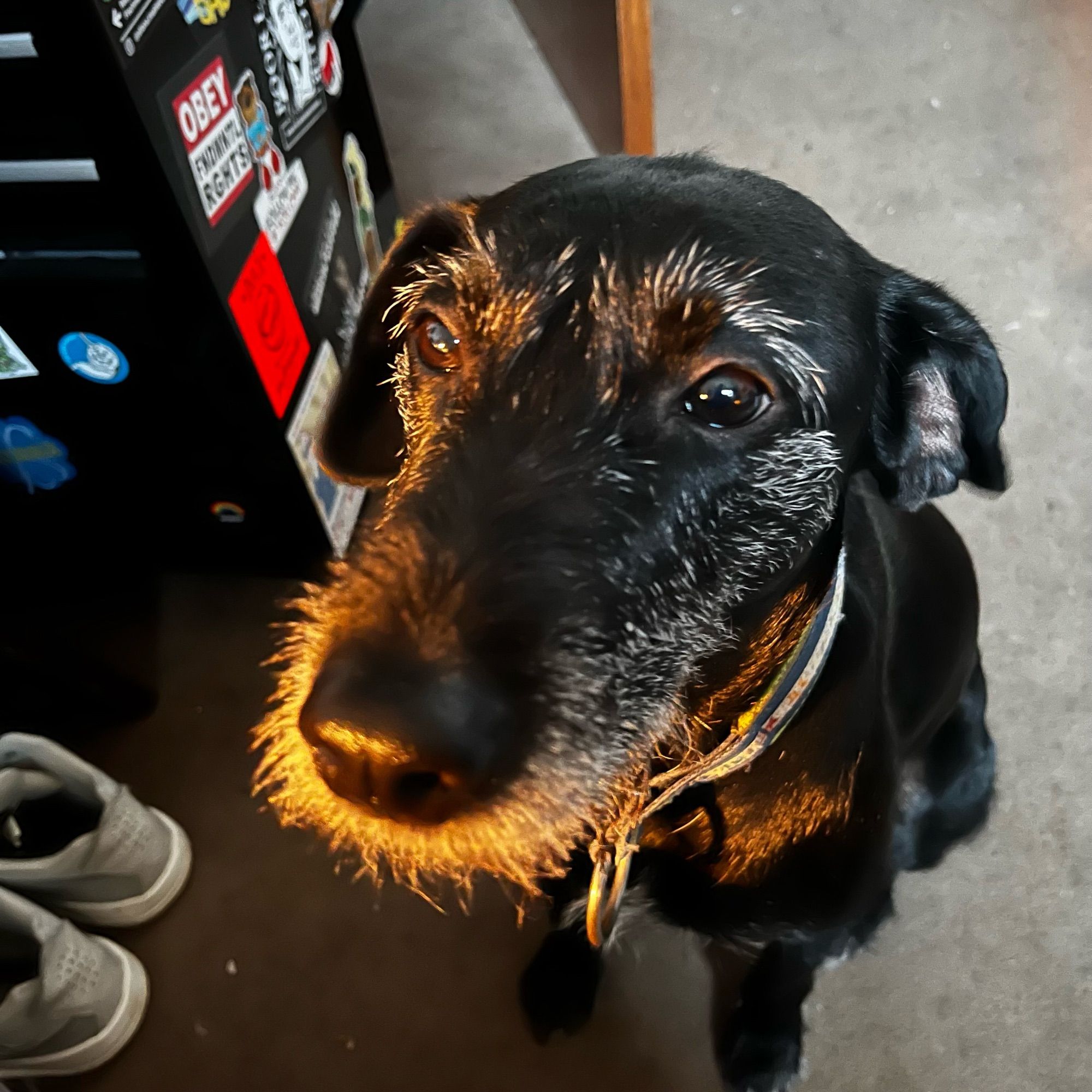 kali die hund guckt bisschen beschämt nachdem sie sich eine viertel kümmelstange reingeyeetet hat