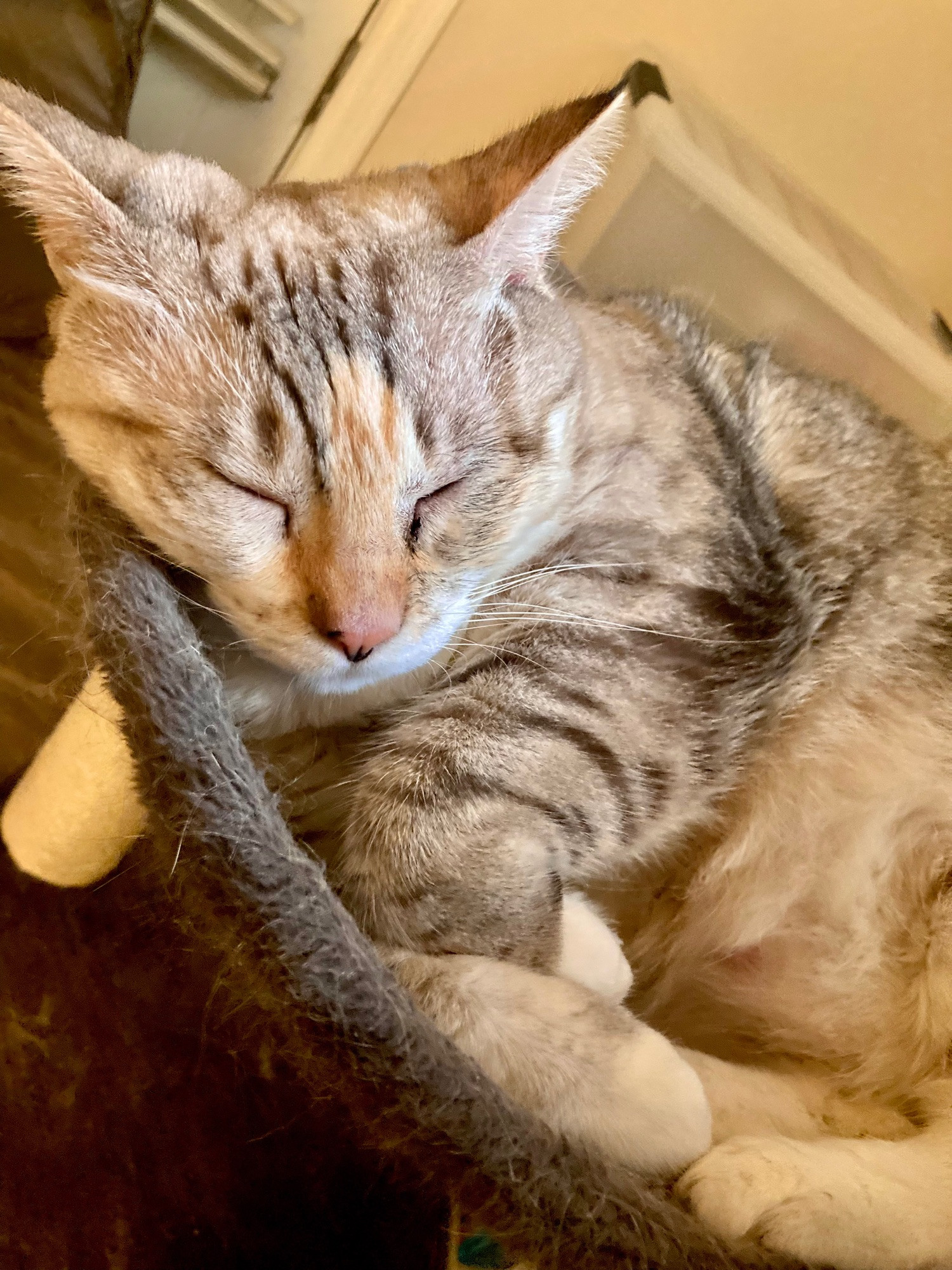 Sleepy Pastel taking a nap in a cat hammock. She is a Siamese mix with creamy white fur and silver stripes. There are spots of warm peach fur around her nose.