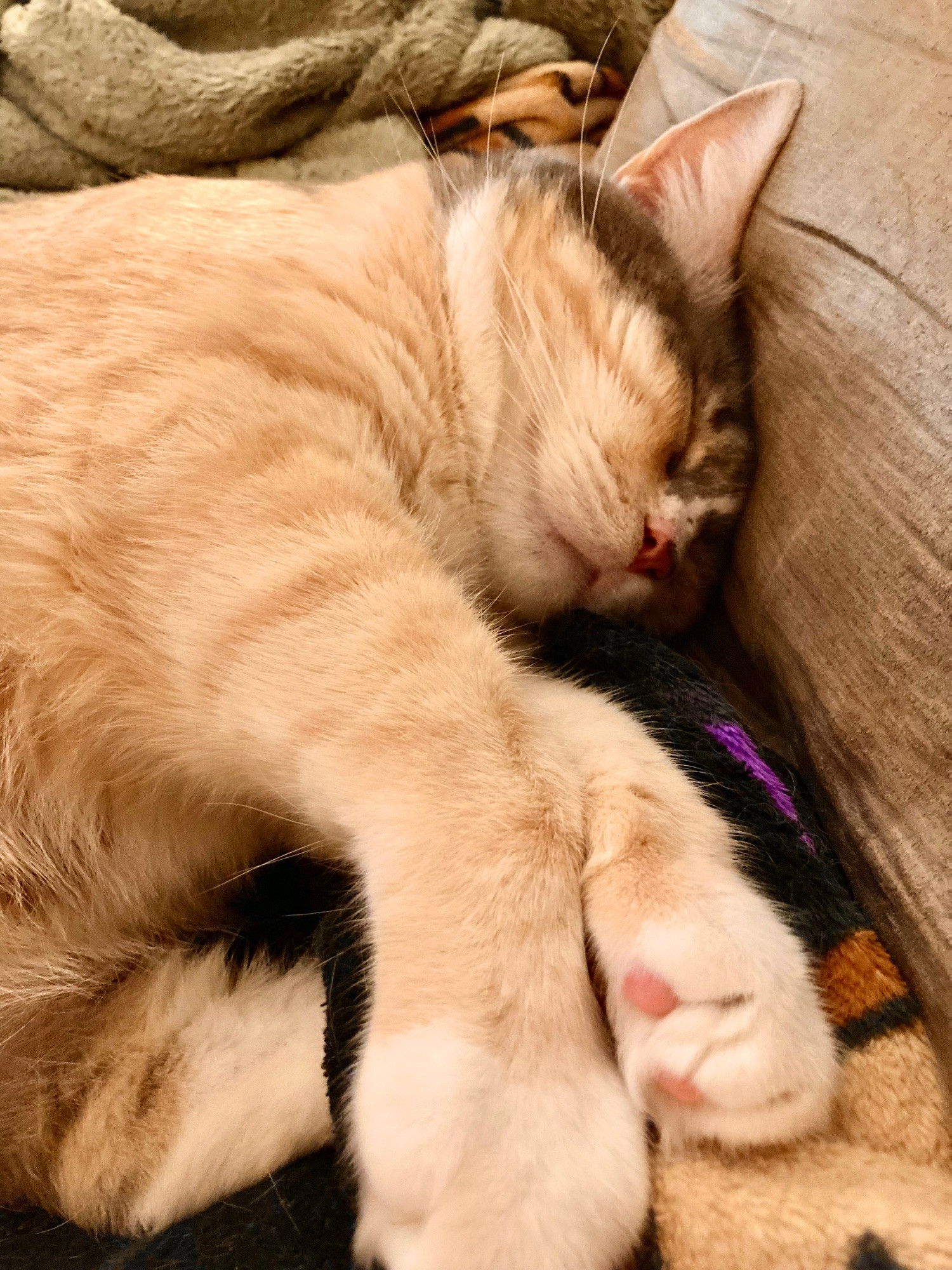 Penny taking a nap on the sofa. She looks like she is so miming! This cute kitty has white and ginger striped fur with spots of brown on top of her head and the upper portion of her face. A couple of pink bean toes add to the cuteness.