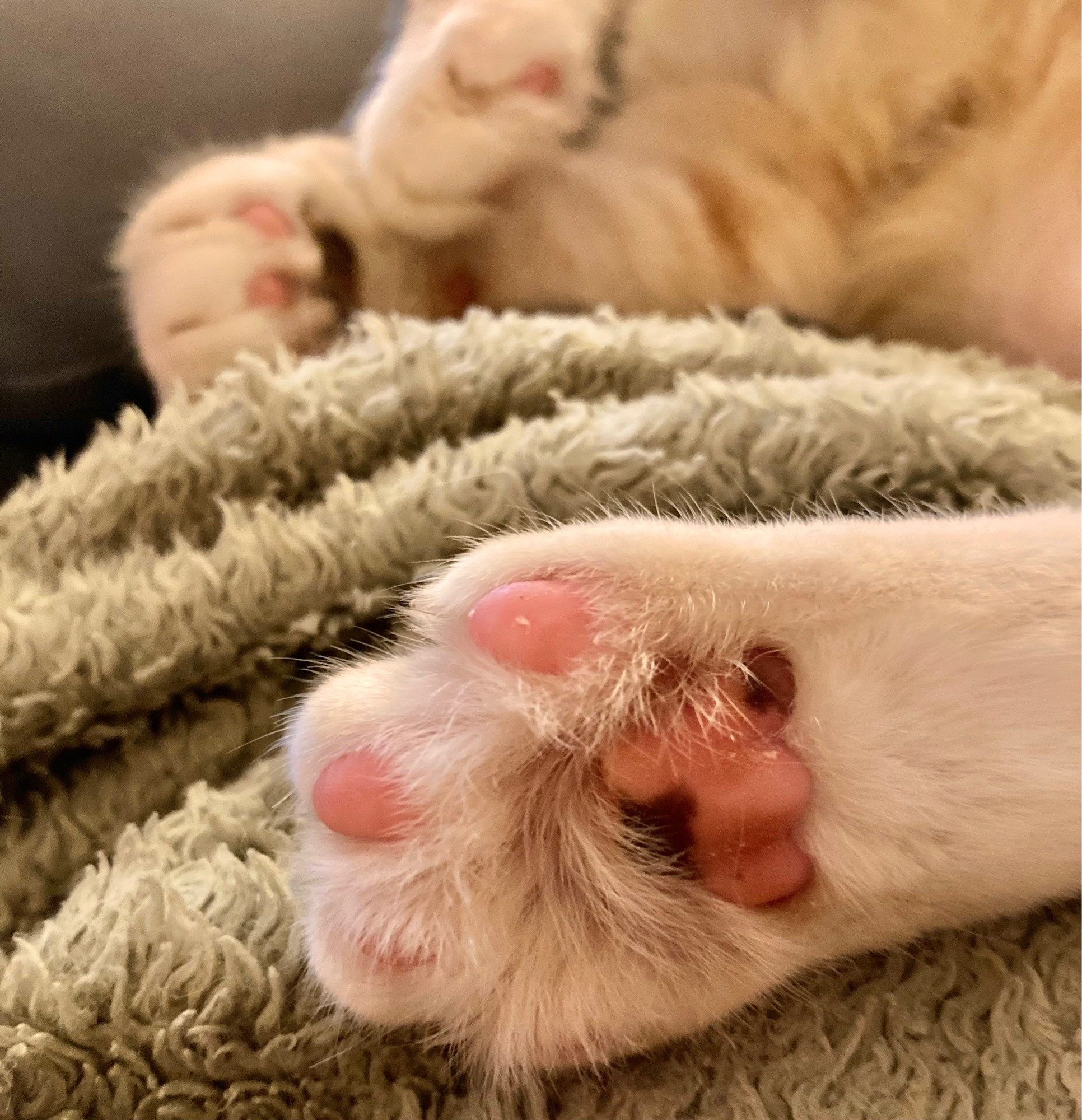 Kitty bean toes!! Cute kitty taking a nap on a fluffy blanket. Her bean toes are a mix of pink and black, with creamy white fur poking out between her lil kitty toes.