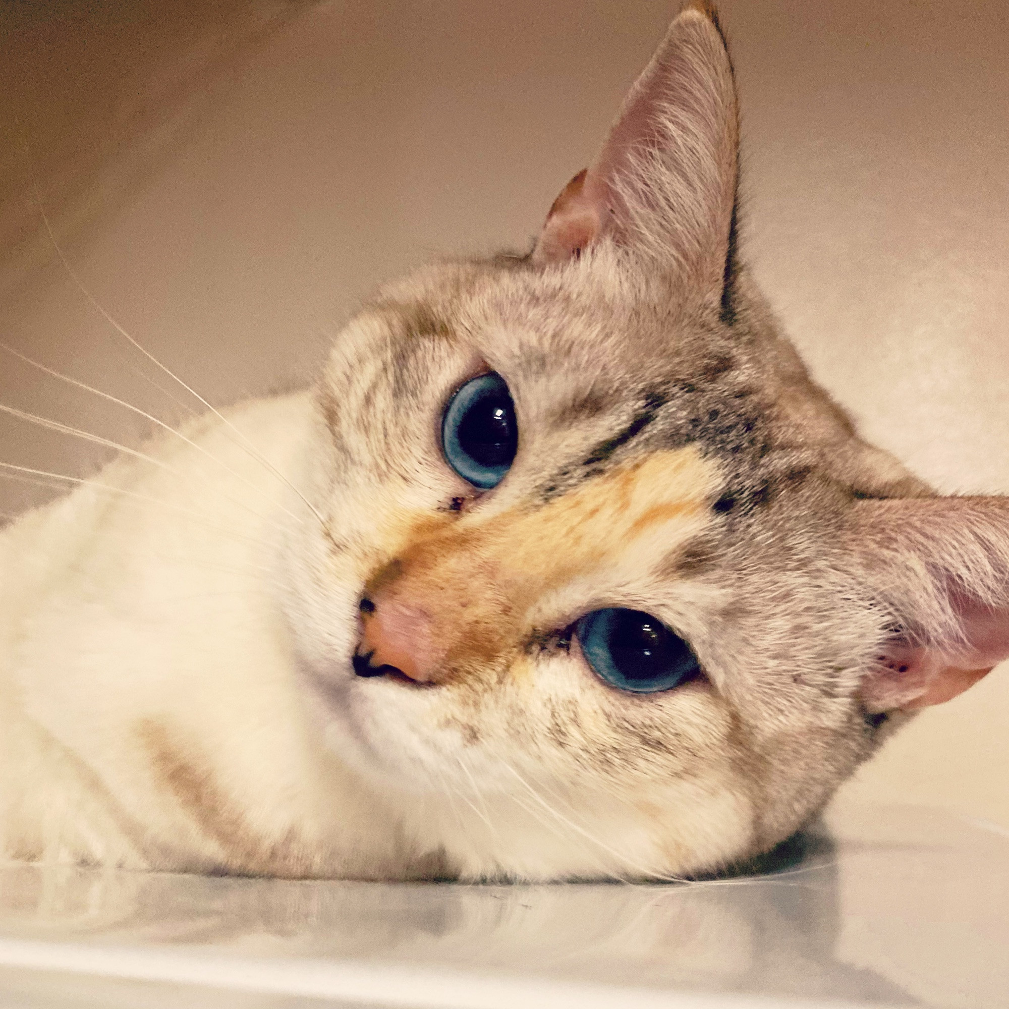 Model cat Pastel sprawled out on the lid of the washing machine. She has blue eyes, creamy white fur with silver stripes, and peach spots around her lil kitty nose.