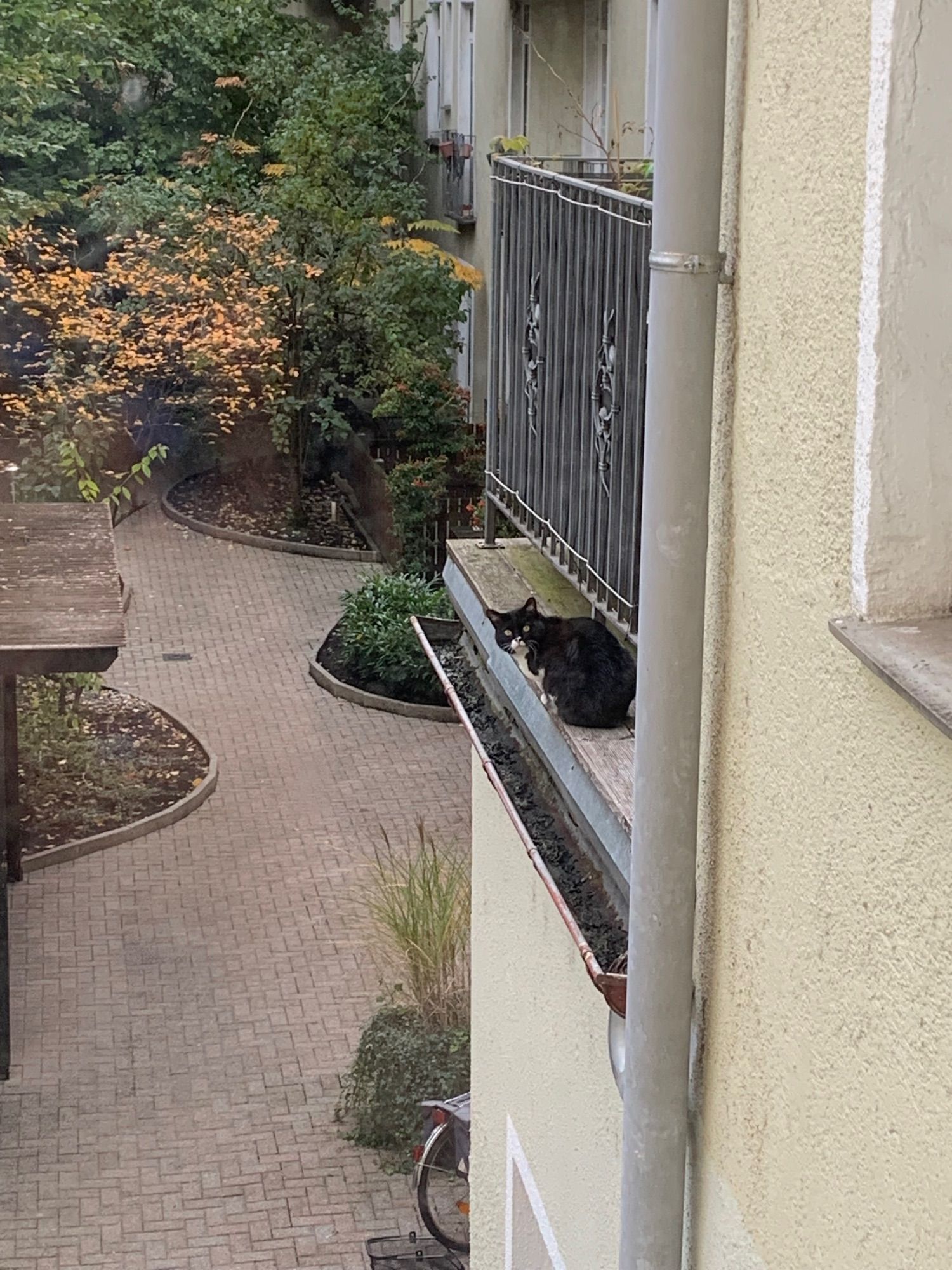 Eine schwarze katze mit weißer brust die auf dem vorsprung von einem balkon sitzt und direkt in die kamera schaut 