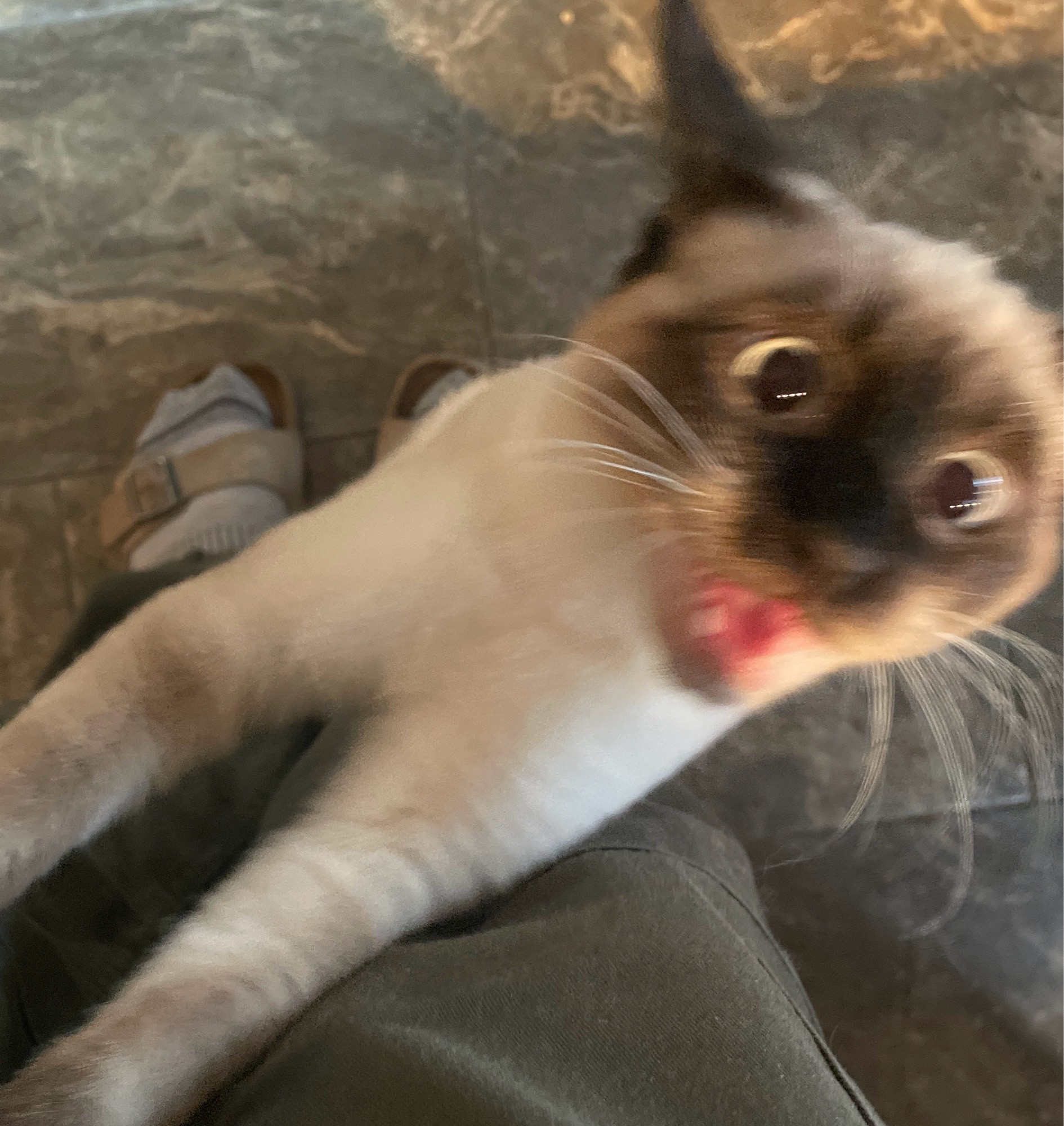 Wide eyed Siamese kitten, climbings a man’s leg. Looks either happy, hungry or manic, depending on your perspective.