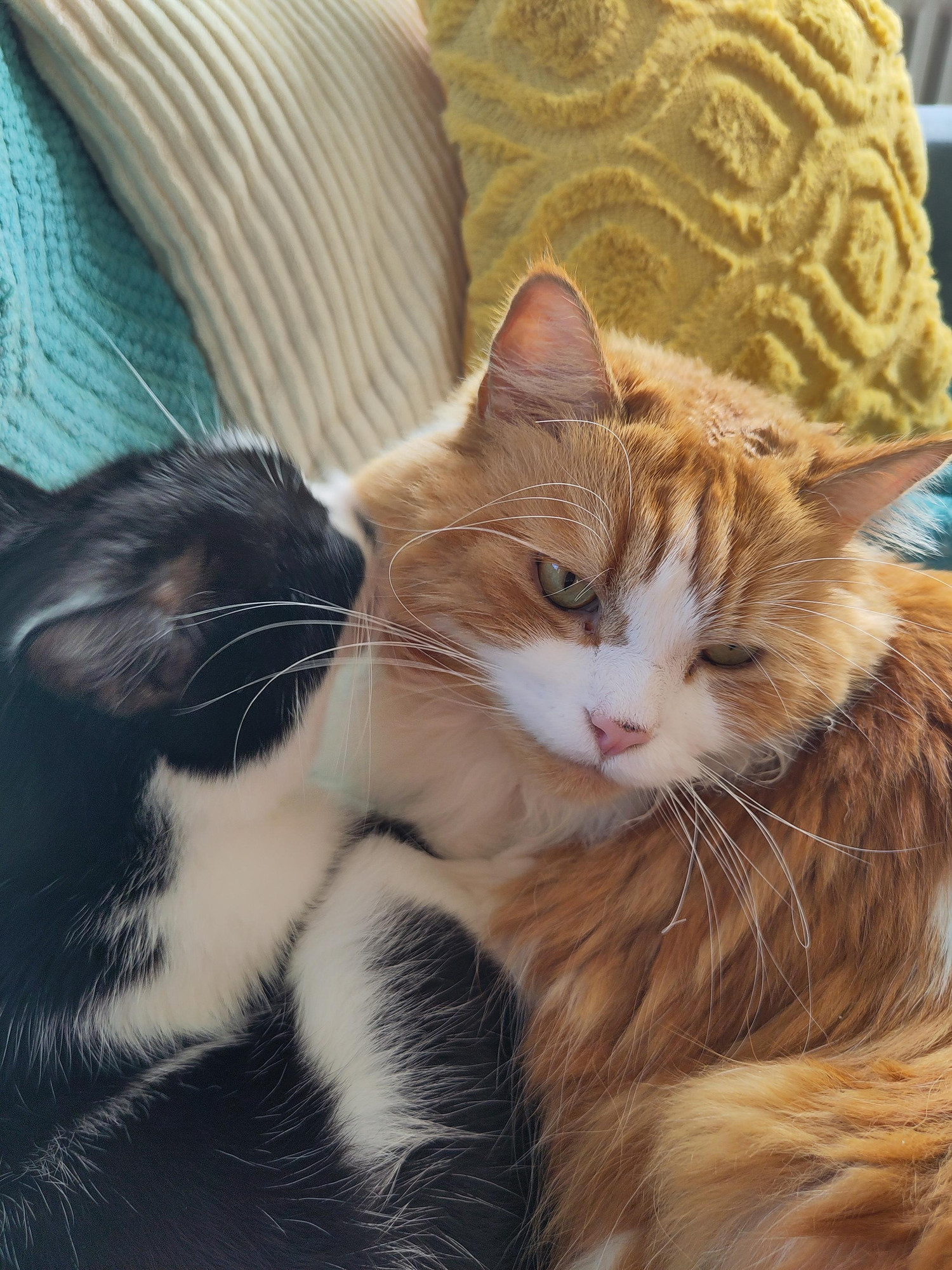 Athos und Neo liegen auf einem Sofa im Studio beieinander. Athos putzt Neo.