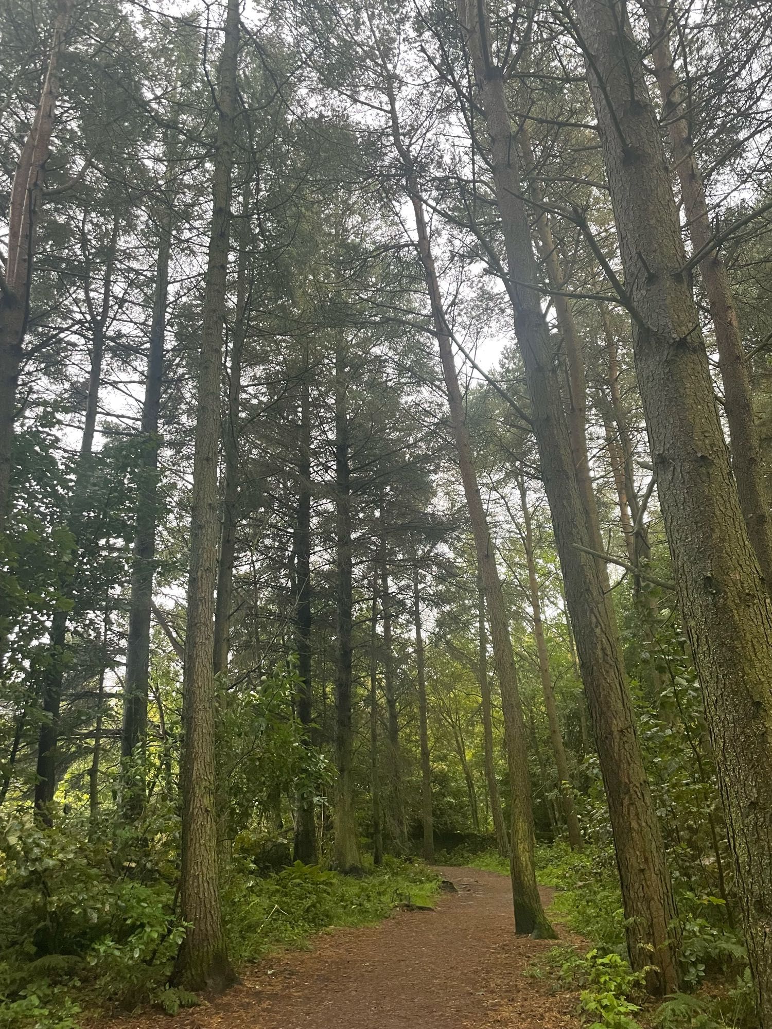 A image of a woodland in Scotland