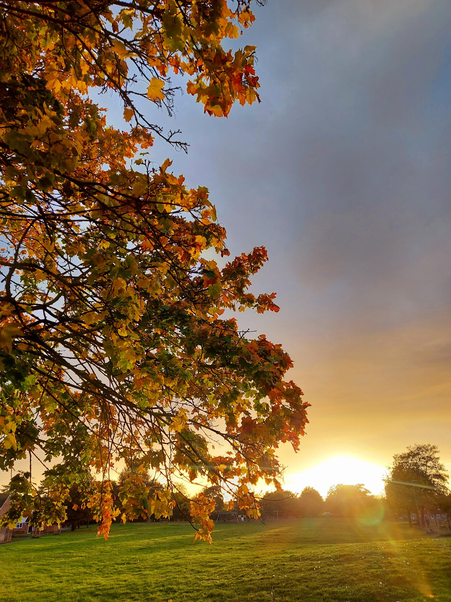 Gold leaves on tree highlighted by the setting autumn sun