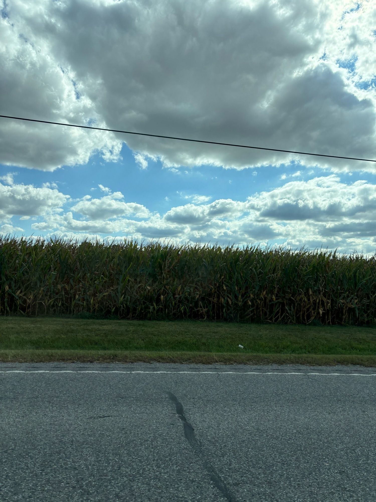 A shot from the road, just corn and blue, cloud-speckled sky.