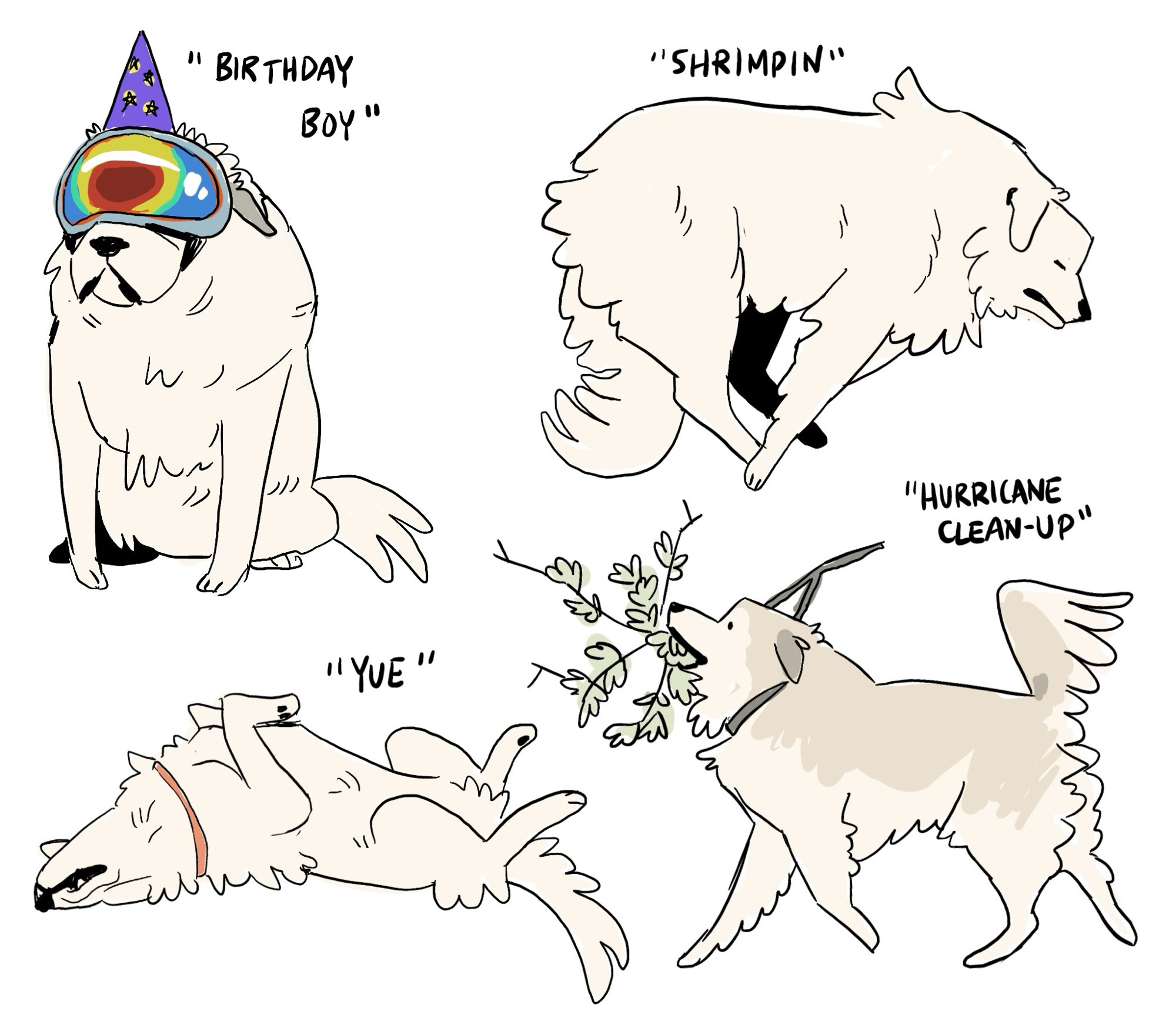 four drawings of great pyrenees dogs. the first is of a dog sitting wearing goggles and a birthday hat, next a dog in shrimp sleeping position, next a dog sleeping on her back, and last, a dog prancing with a branch in his mouth 

#comics #webcomics #art 