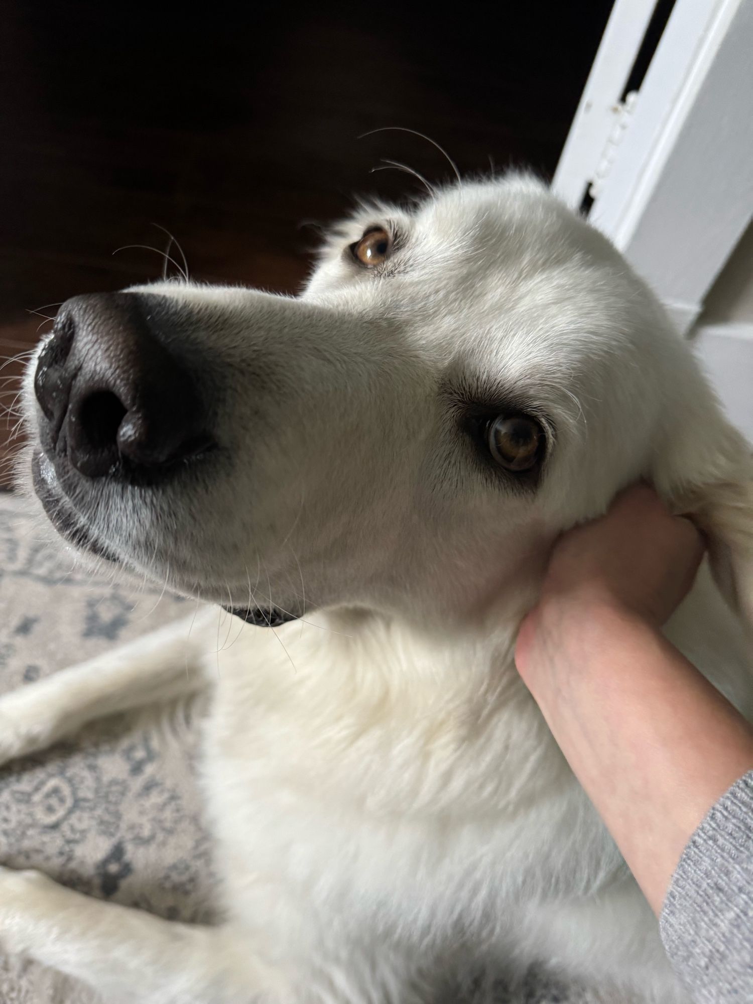 mac the great pyrenees gets his massive head patted