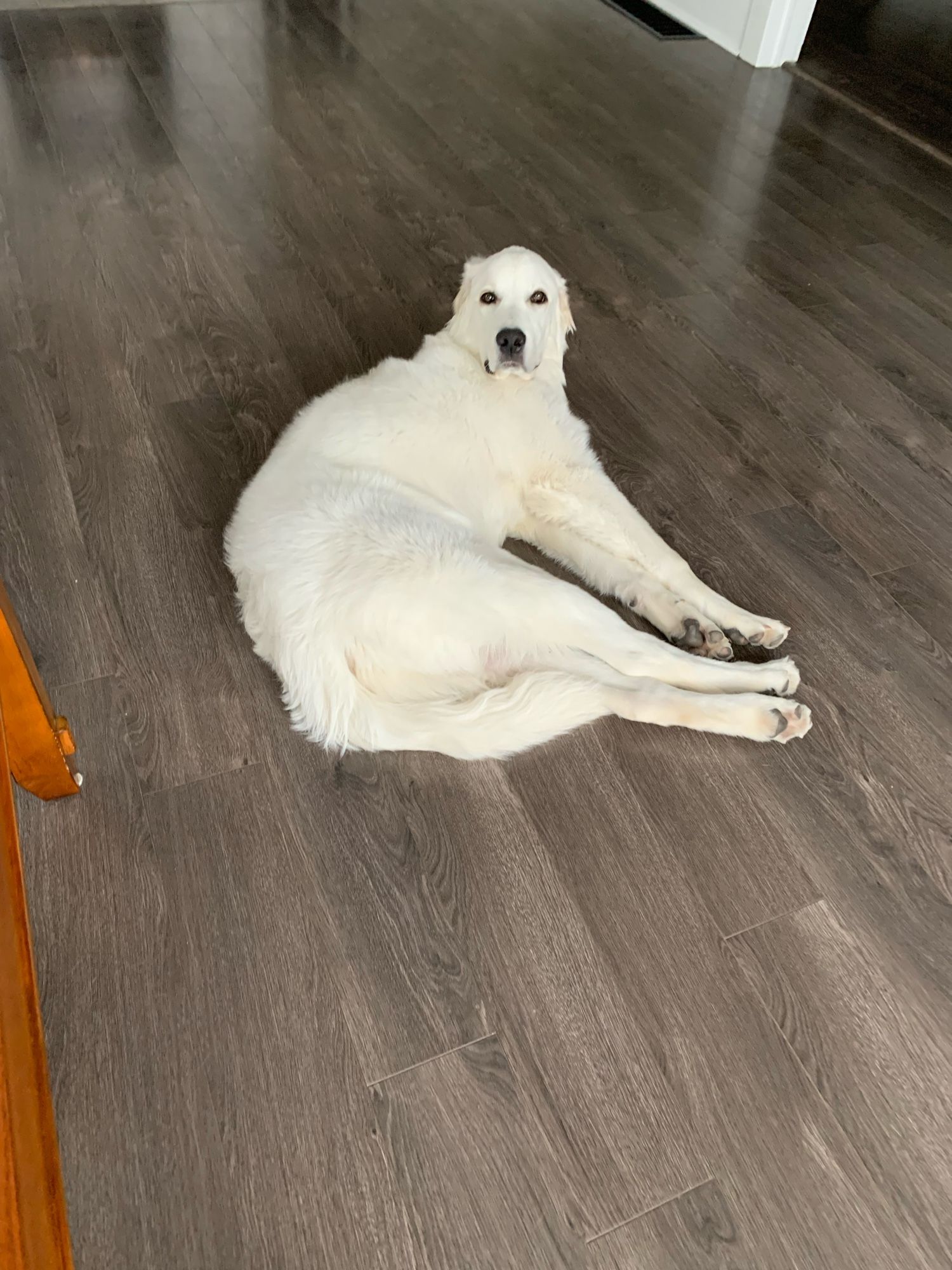 mac laying on the floor with his legs once again stretched out