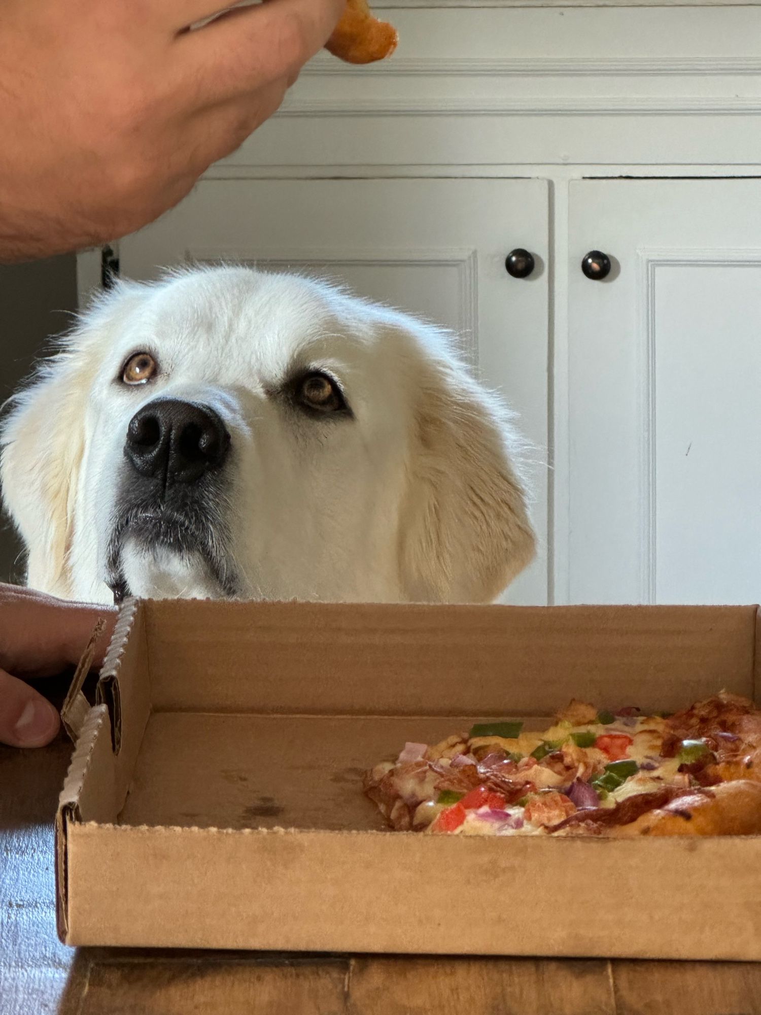 mac the great pyrenees dog looking wantonly at my partner who is eating pizza out of frame
