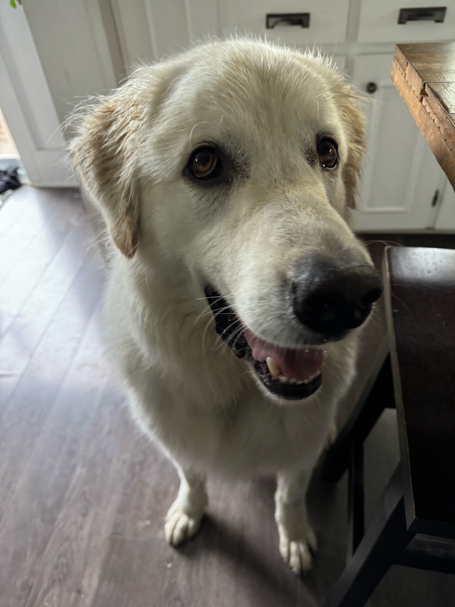 mac the wet great pyrenees dog side eyeing me