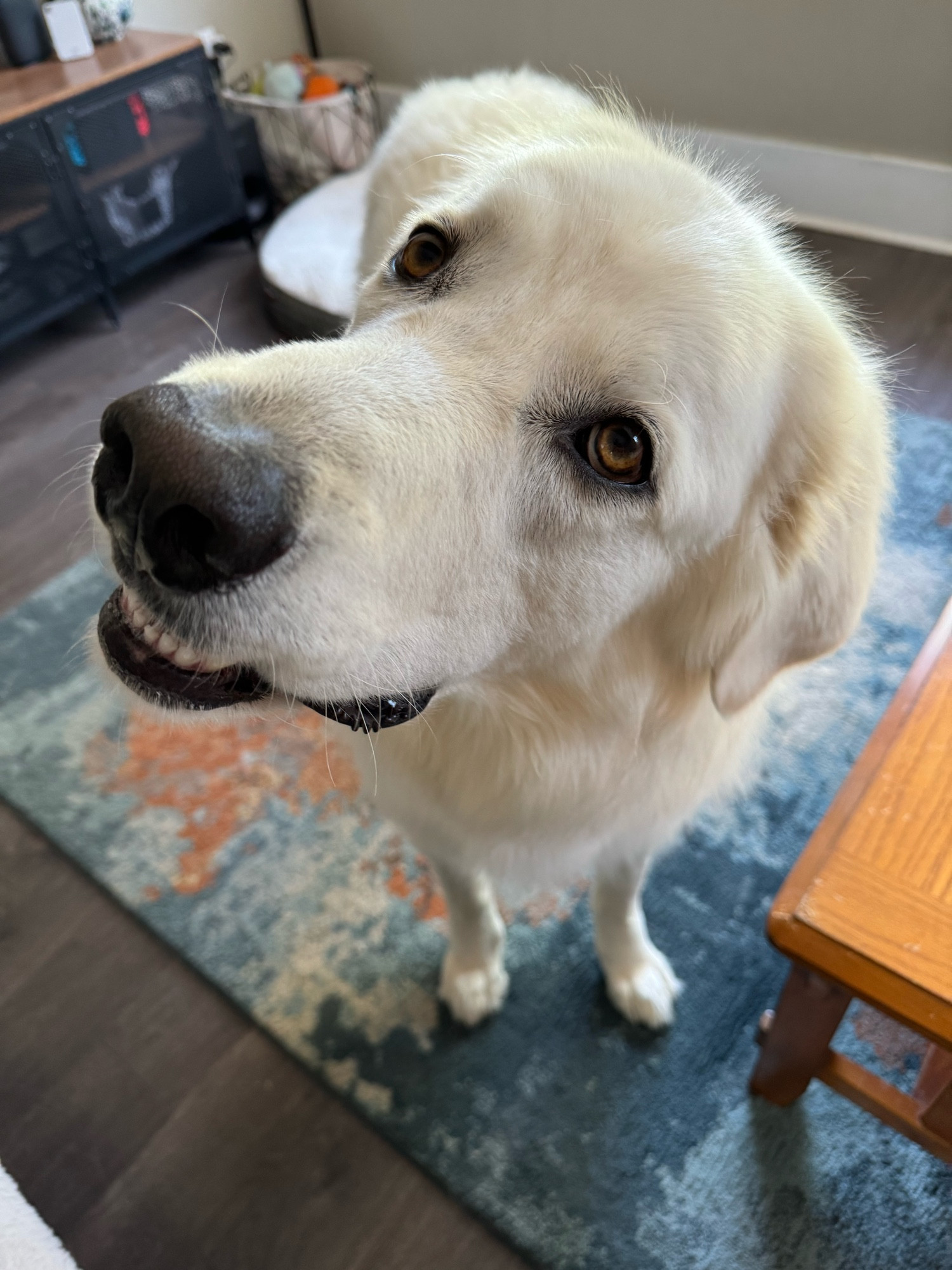 mac the great pyrenees dog looking up at the camera and tilting his head 