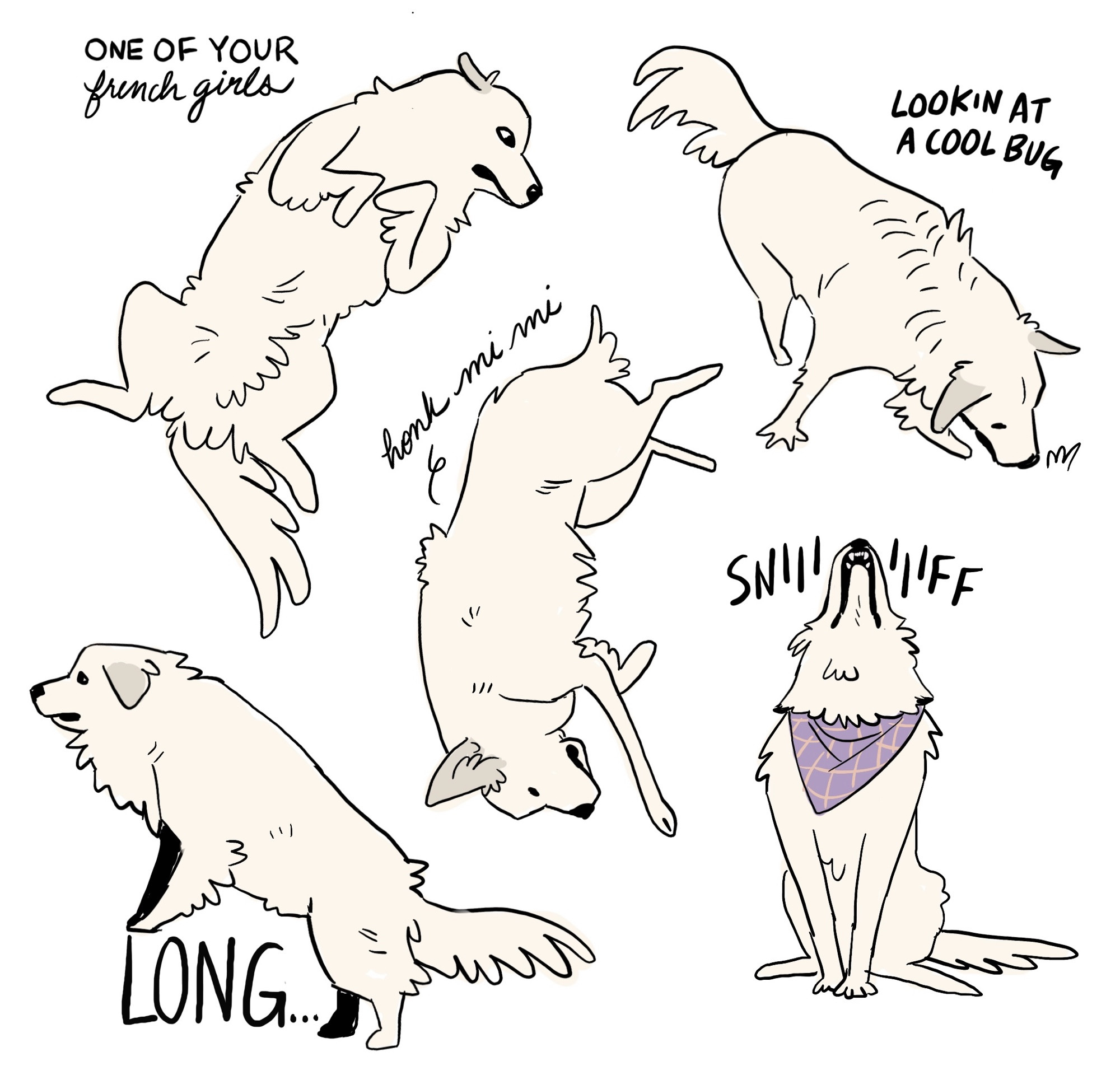 several loose drawings of a great pyrenees dog in several configurations and strange poses 