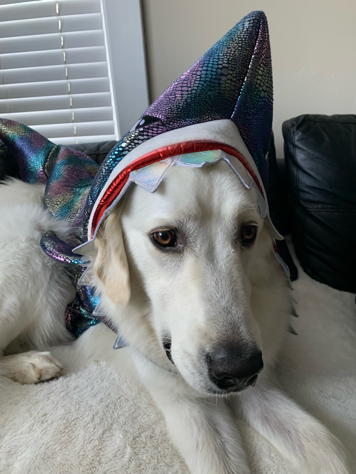 photo of mac the great pyrenees wearing a shark costume and staring into the middle distance, taken a year ago