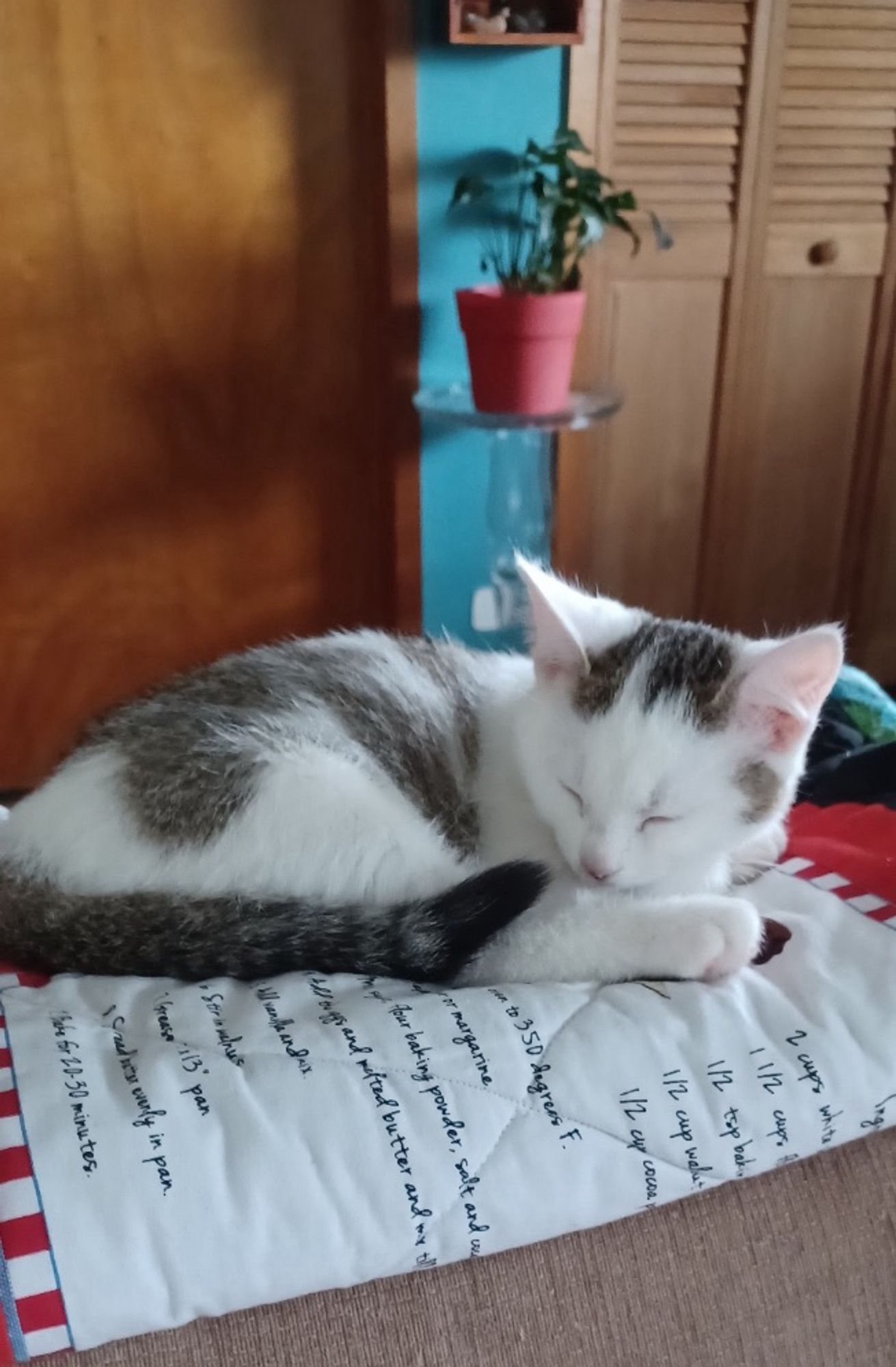 a small baby kitty who is white with grey spots snoozes on the back of a chair